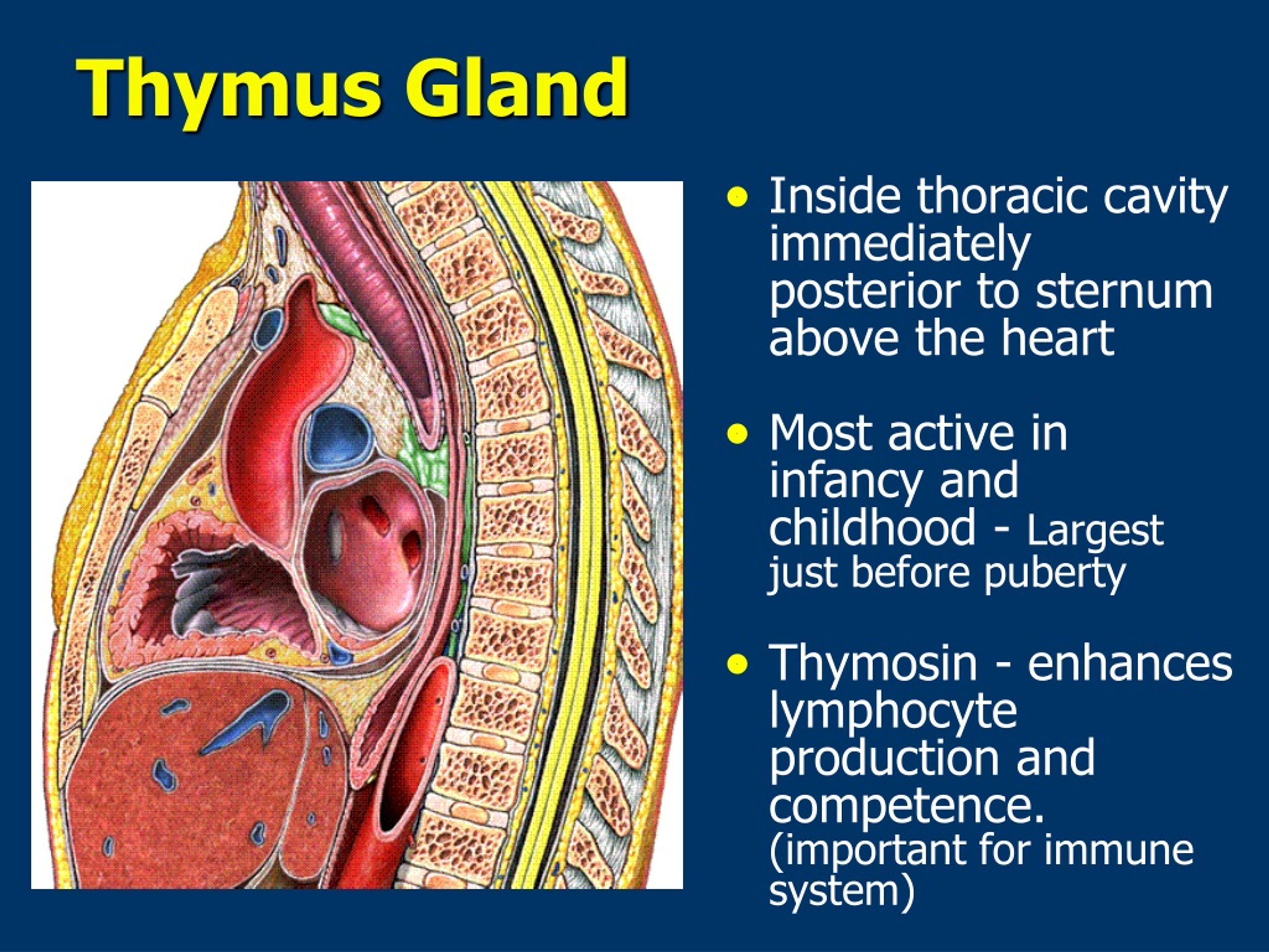 Ppt Lecture On Endocrine System Overview Powerpoint Presentation