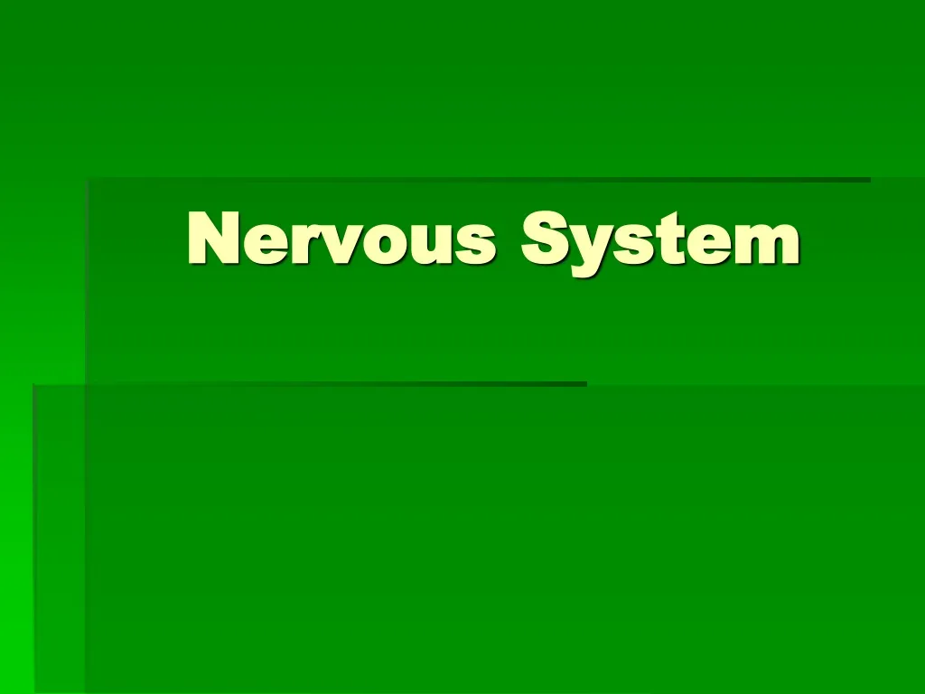 nervous system n.