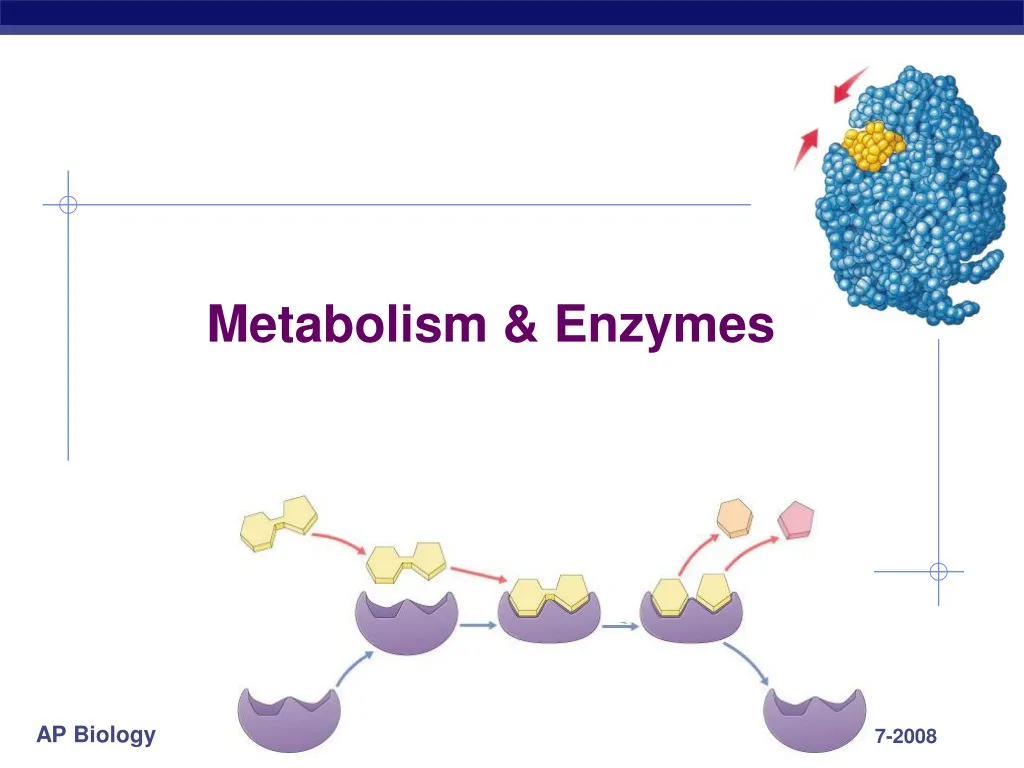 metabolism enzymes n.