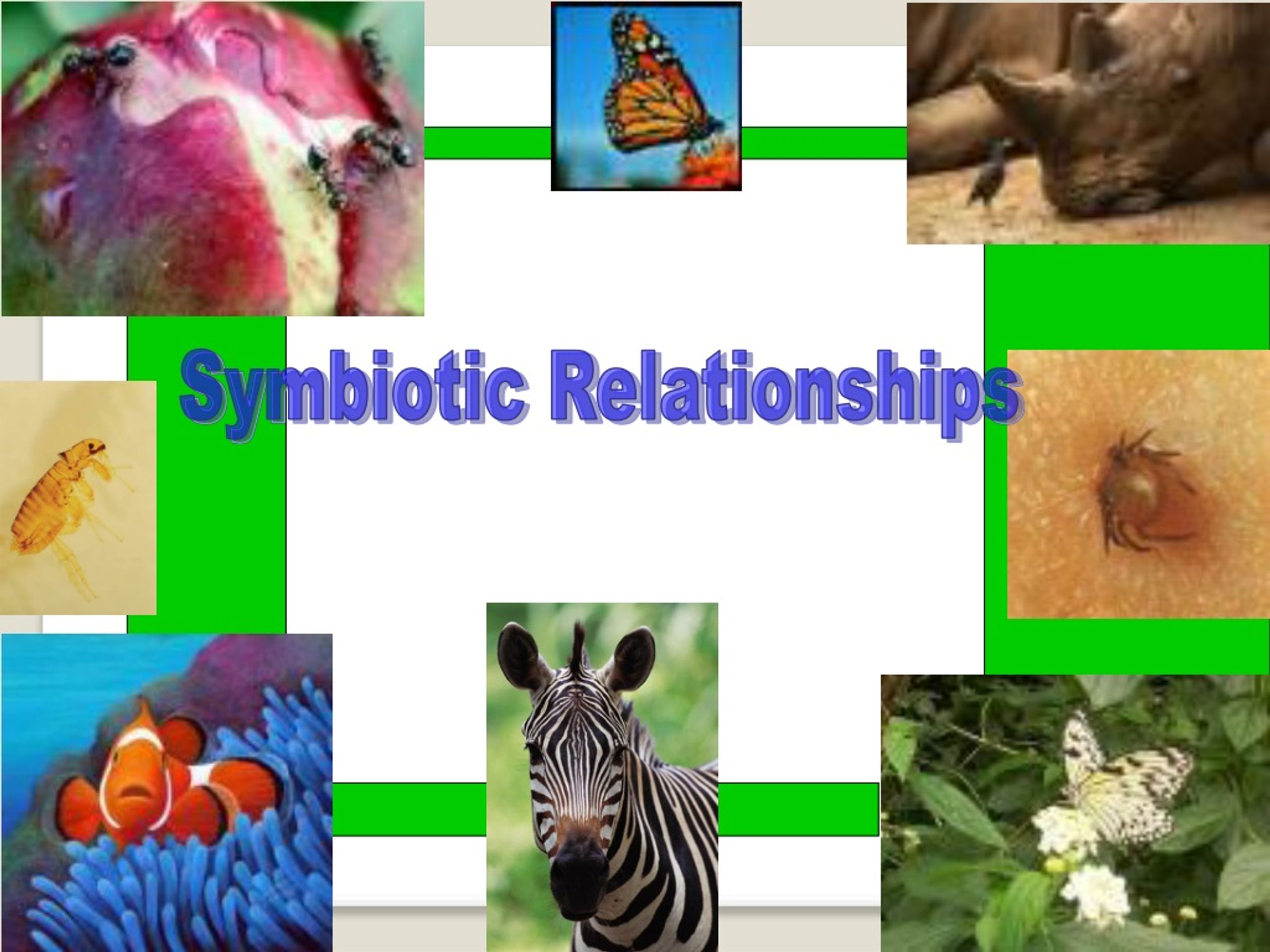 PPT - Symbiotic Relationships PowerPoint Presentation, free download -  ID:306652