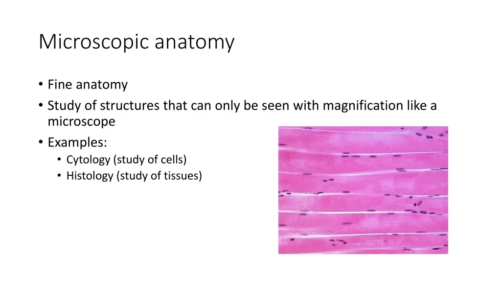 microscopic anatomy n.