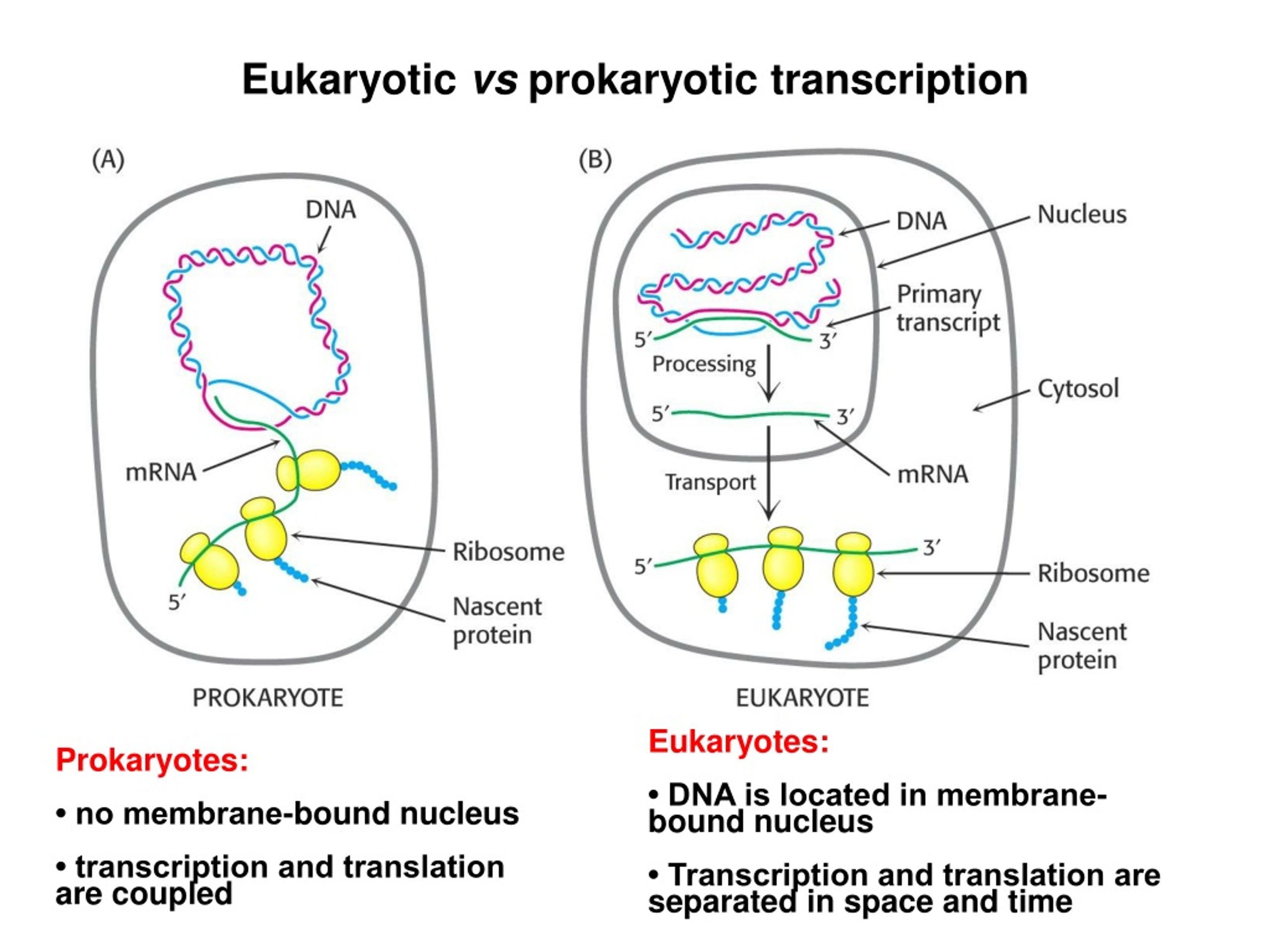 Клетки прокариот отличаются. Схема процесса транскрипции прокариот. Транскрипция ДНК У эукариот и прокариот. Особенности транскрипции и трансляции у прокариот и эукариот. Различие транскрипции эукариот и прокариот.