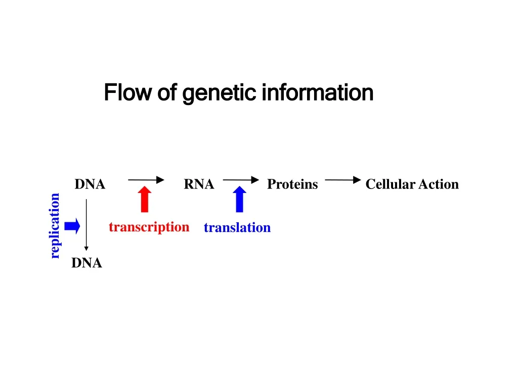 flow of genetic information n.