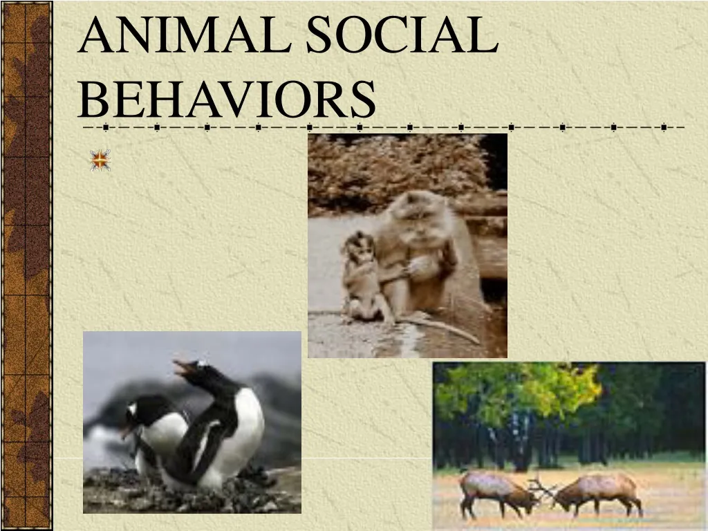 PPT - ANIMAL SOCIAL BEHAVIORS PowerPoint Presentation, free download