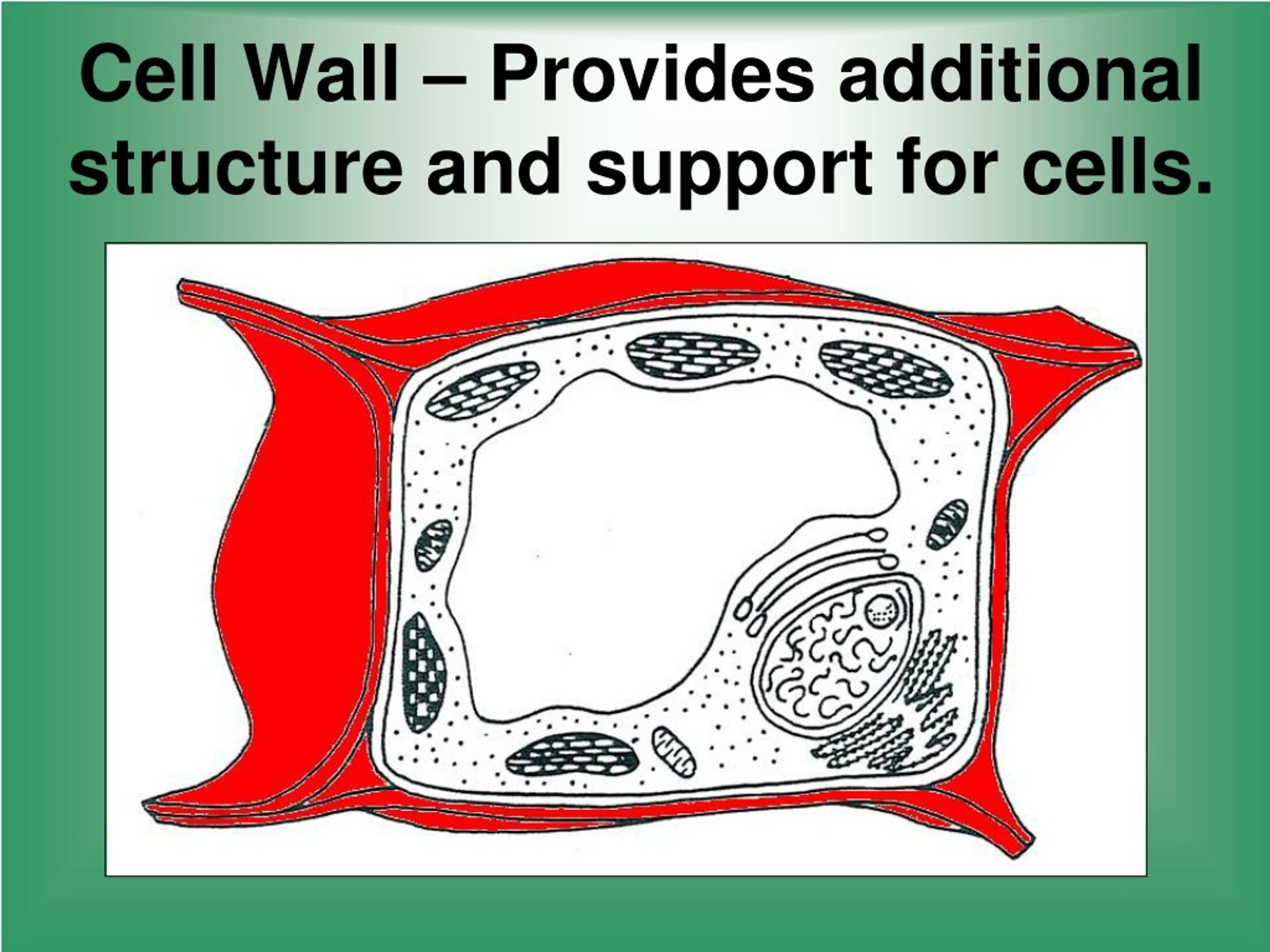 Cells wall