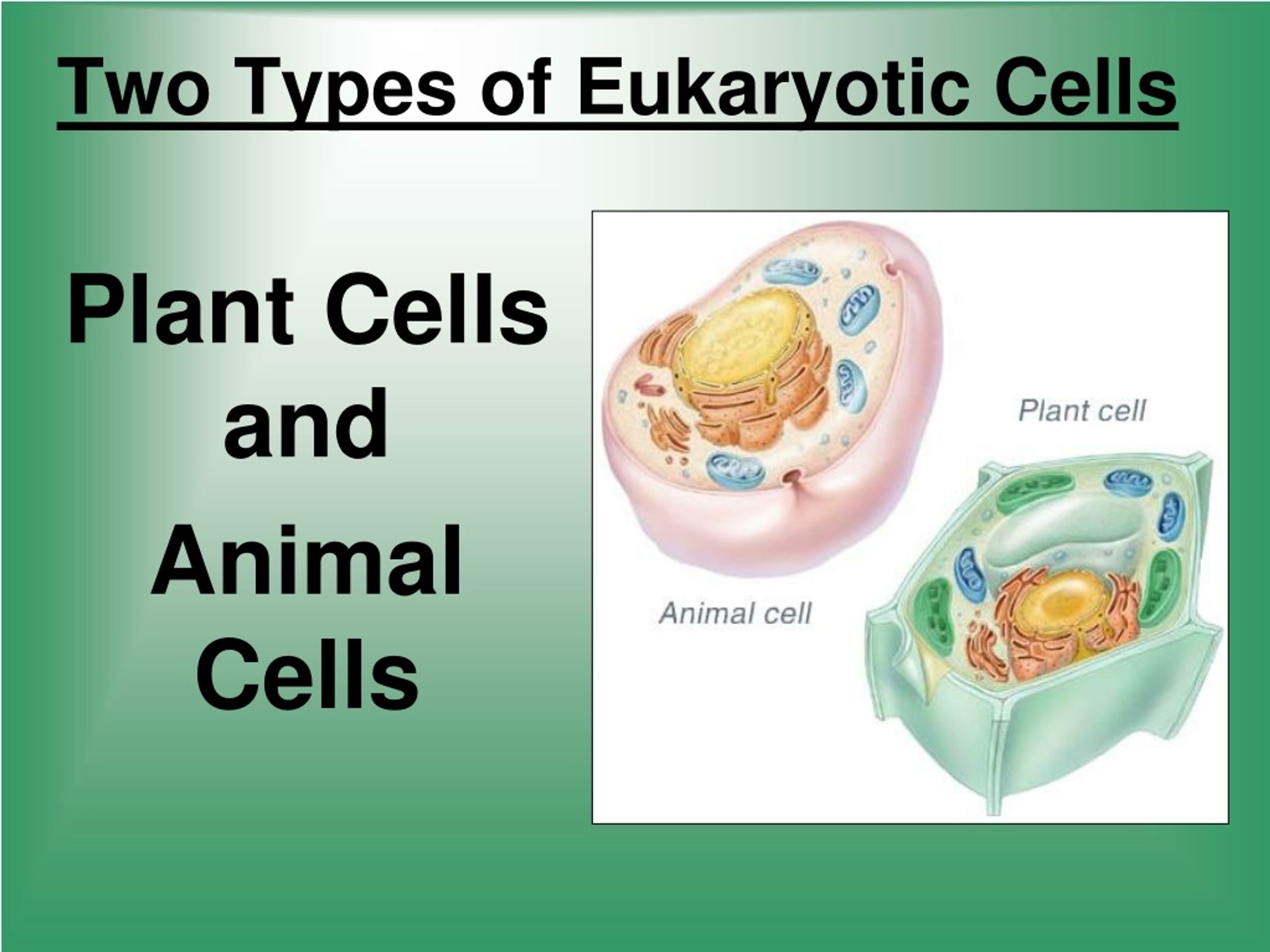 Eukaryotic Cell Structure And Function