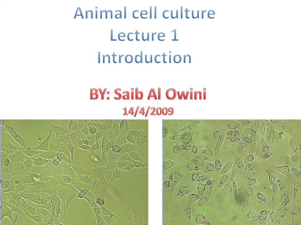 PPT - Animal cell culture Lecture 1 Introduction PowerPoint Presentation -  ID:313350