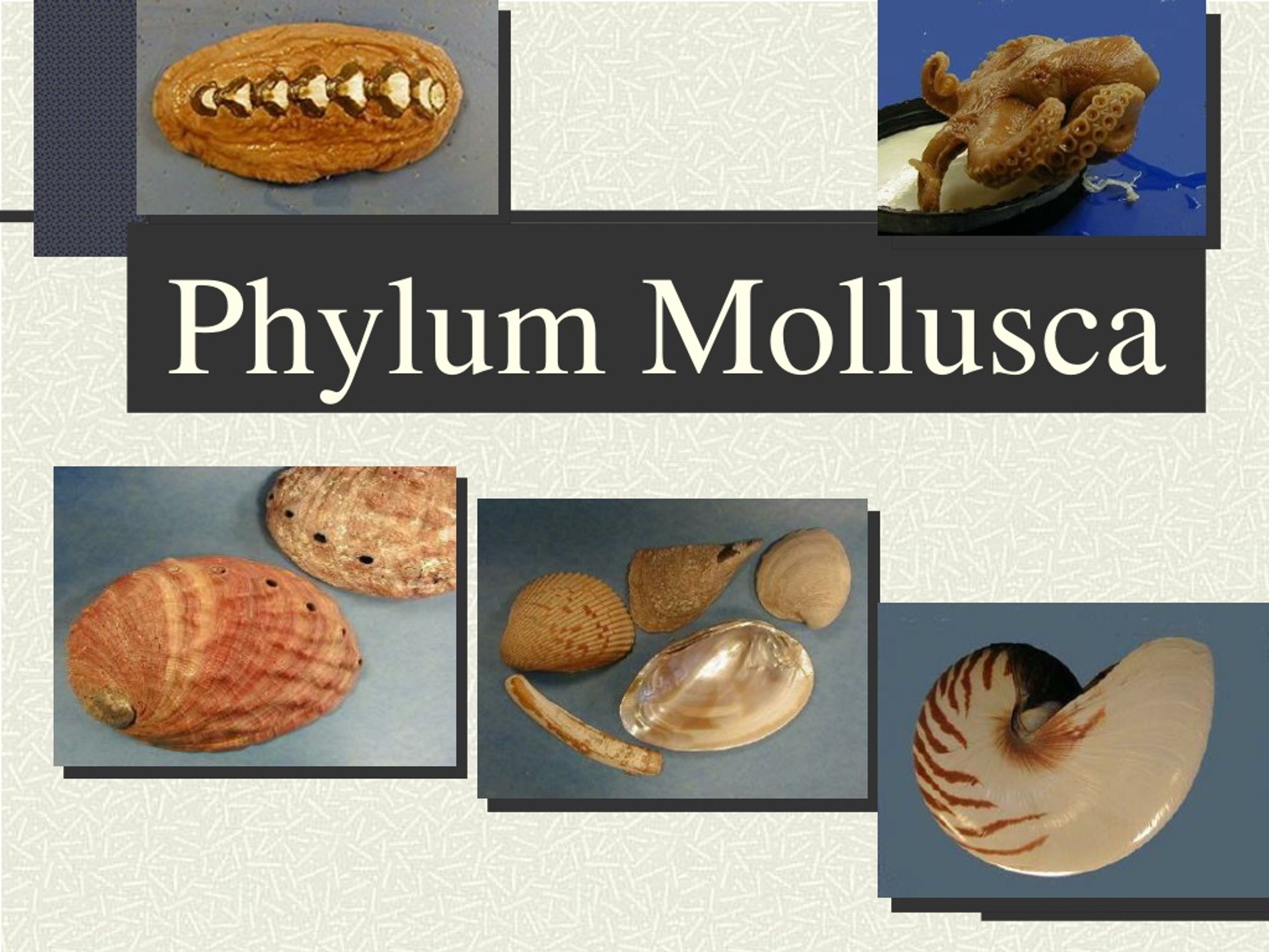 phylum mollusca clam