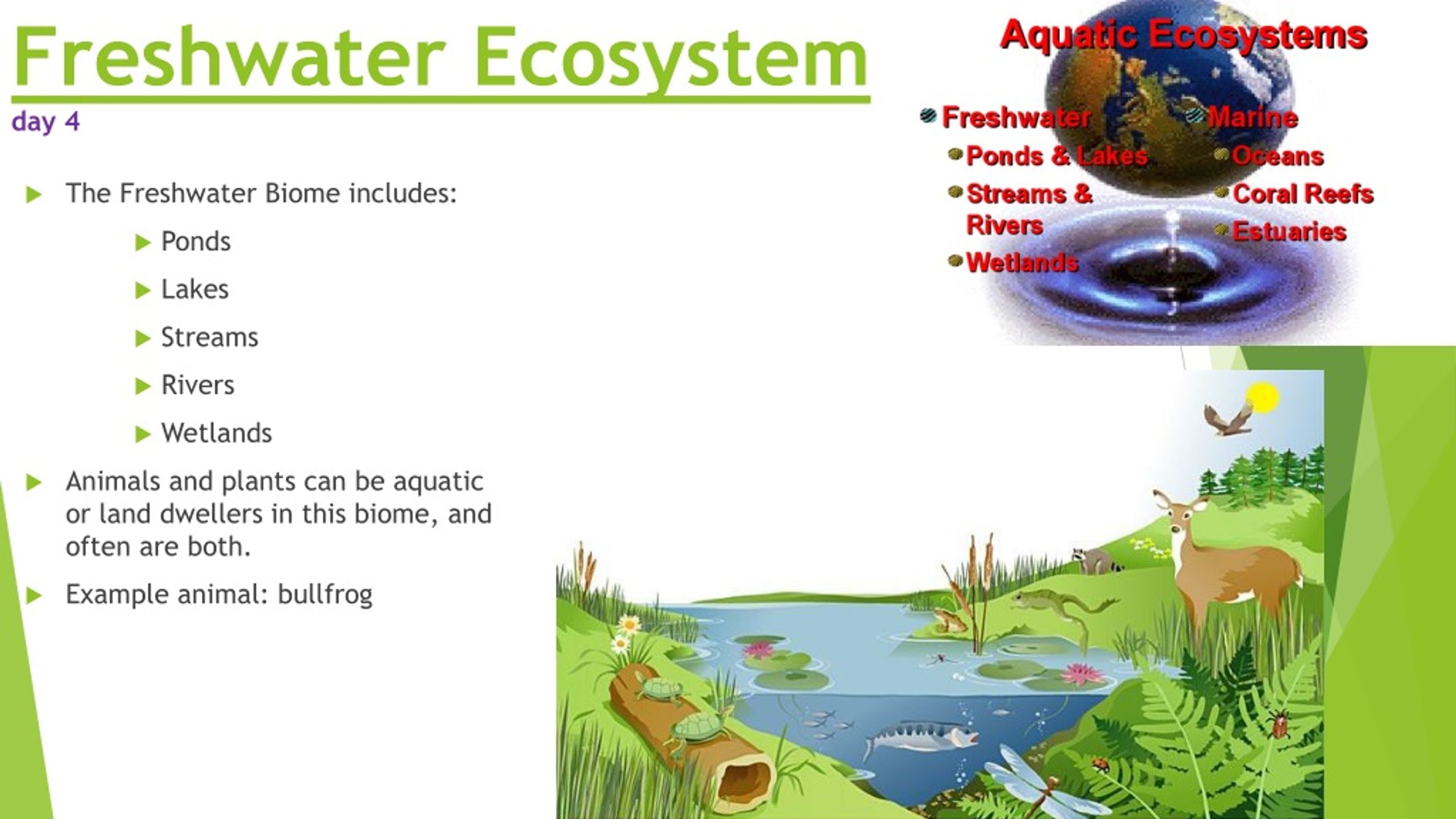 freshwater-aquatic-ecosystem-field-biology