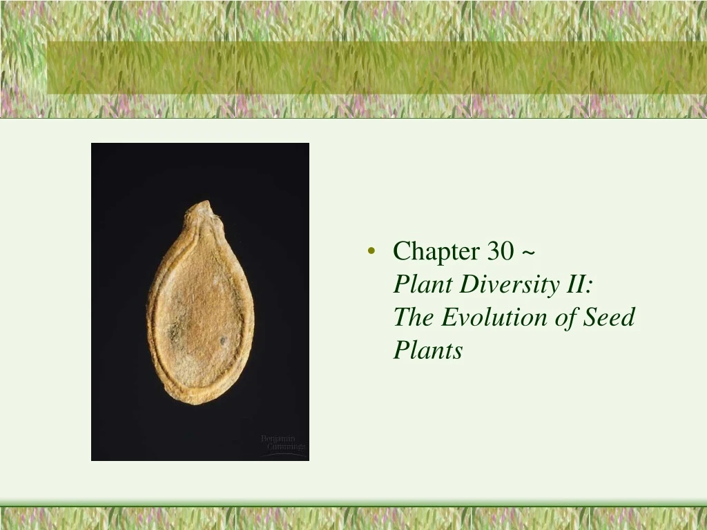 chapter 30 plant diversity ii the evolution n.