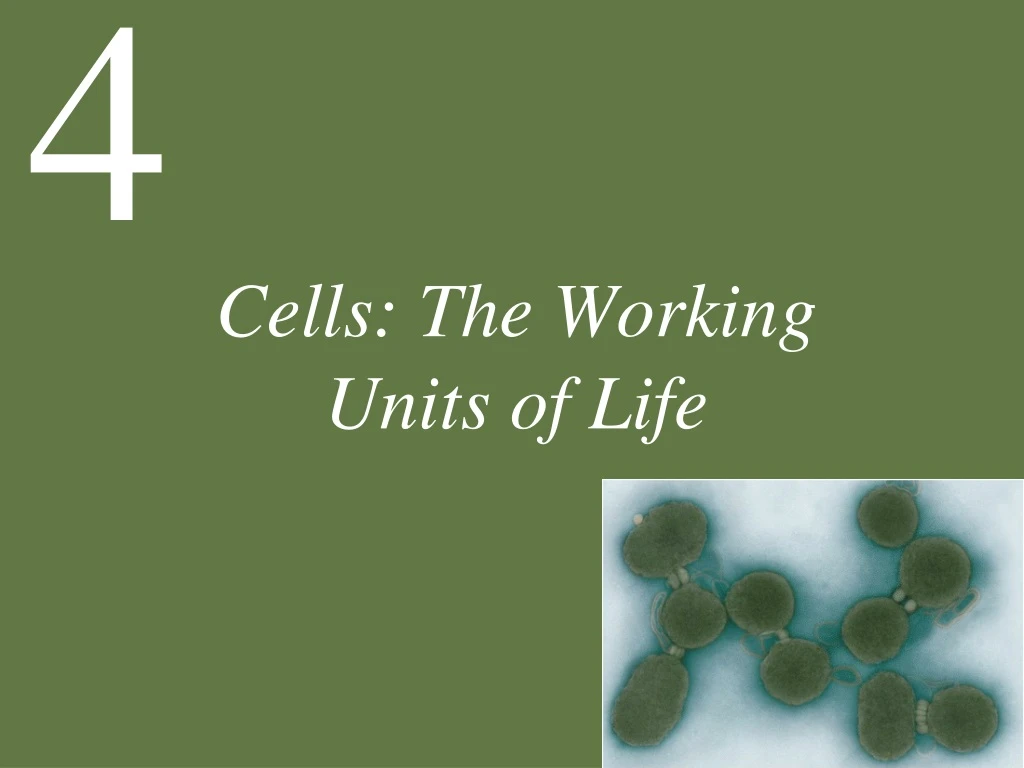 cells the working units of life n.