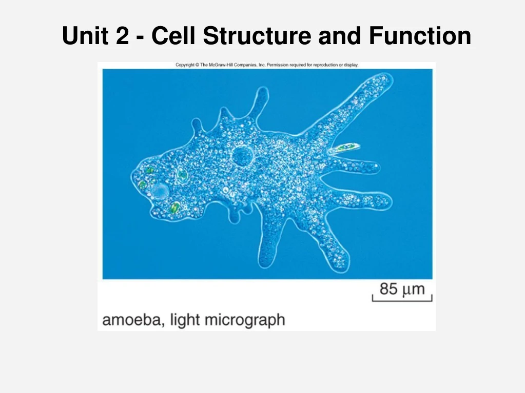 Ppt unit 2 cell structure and function powerpoint presentation 
