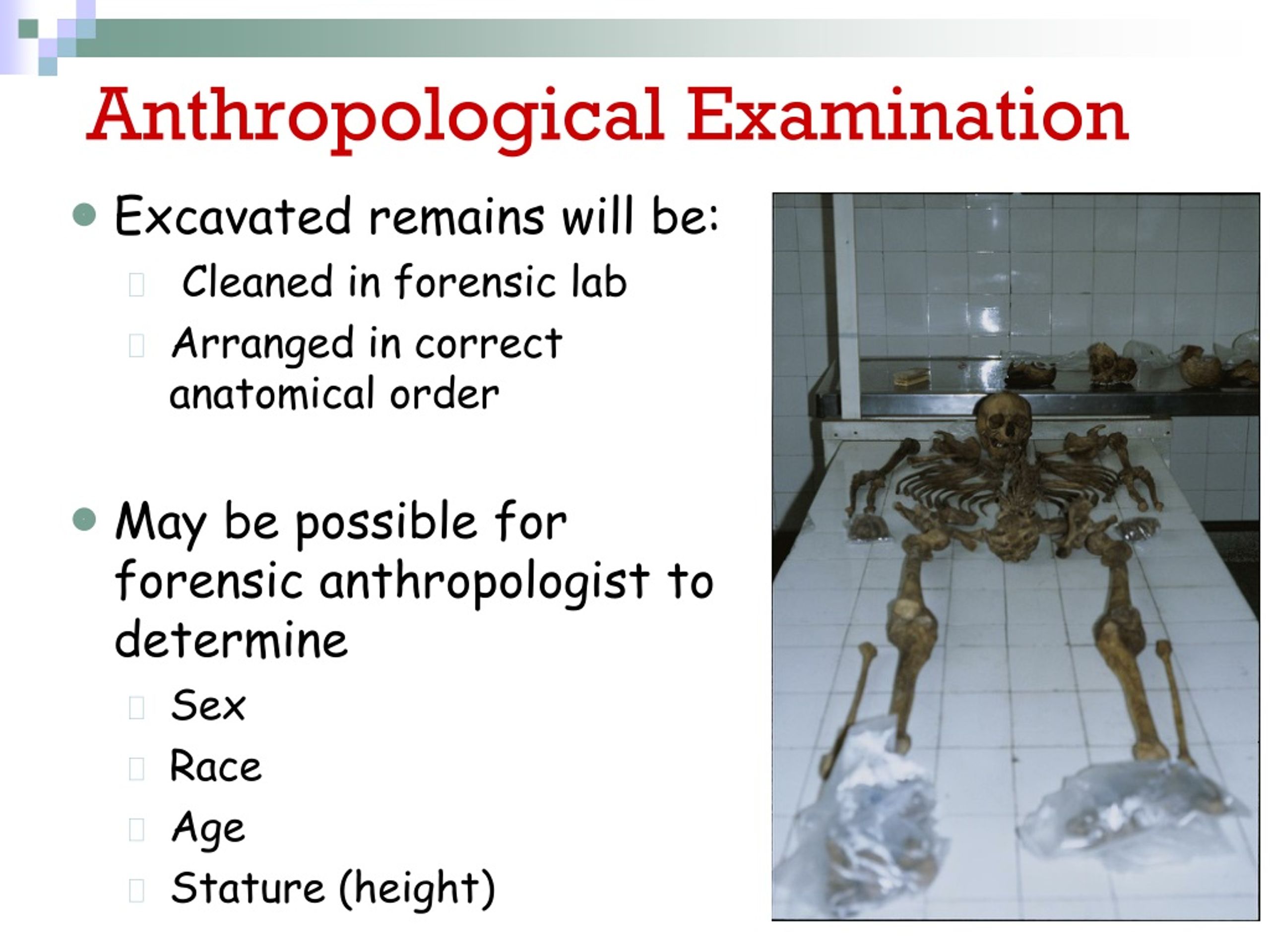 PPT - FORENSIC ANTHROPOLOGY PowerPoint Presentation, Free Download - ID ...