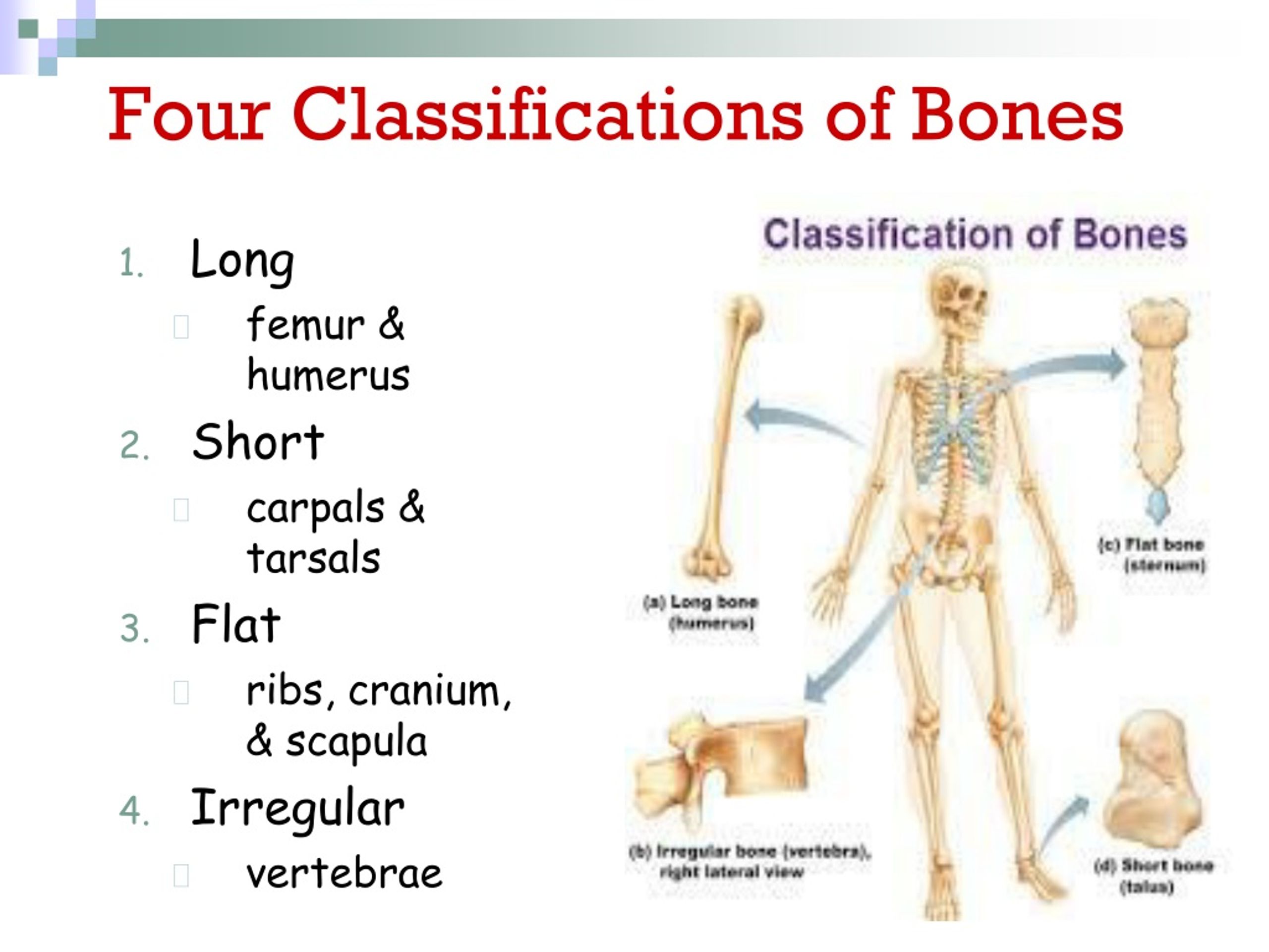 Ppt Forensic Anthropology Powerpoint Presentation Free Download Id 332154