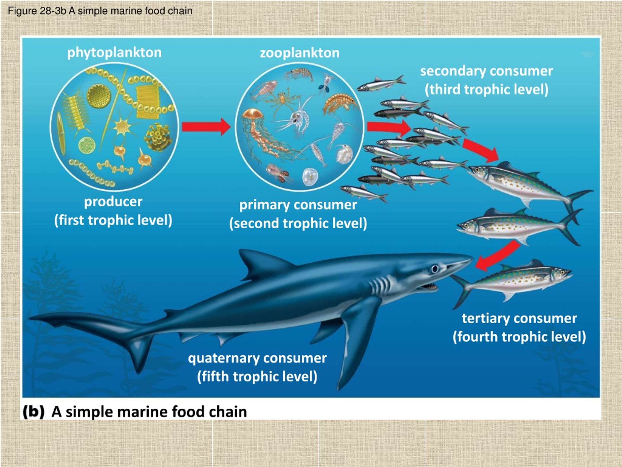 Зоопланктон трофический уровень. Marine food Chain. Фитопланктон зоопланктон пищевая цепь. Ocean food Chain. Food Chain in the Sea.