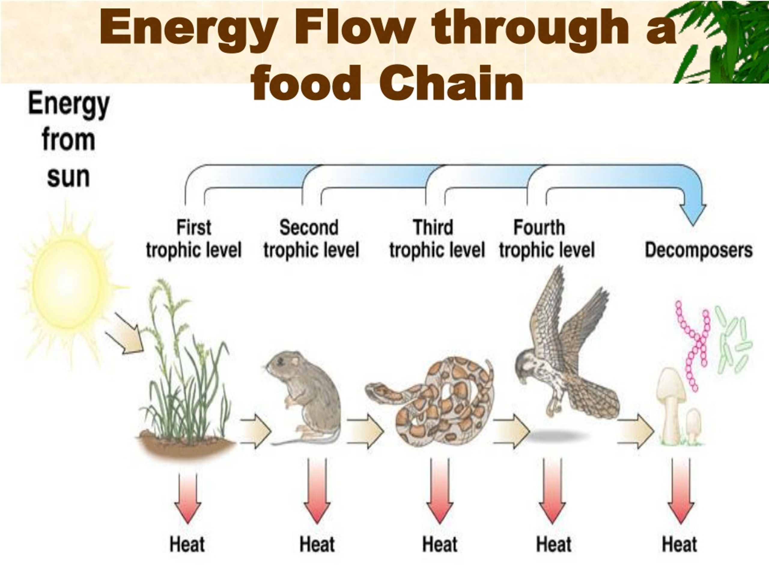 Energy Flow In A Food Chain Biology Worksheet Printable Pdf Download 