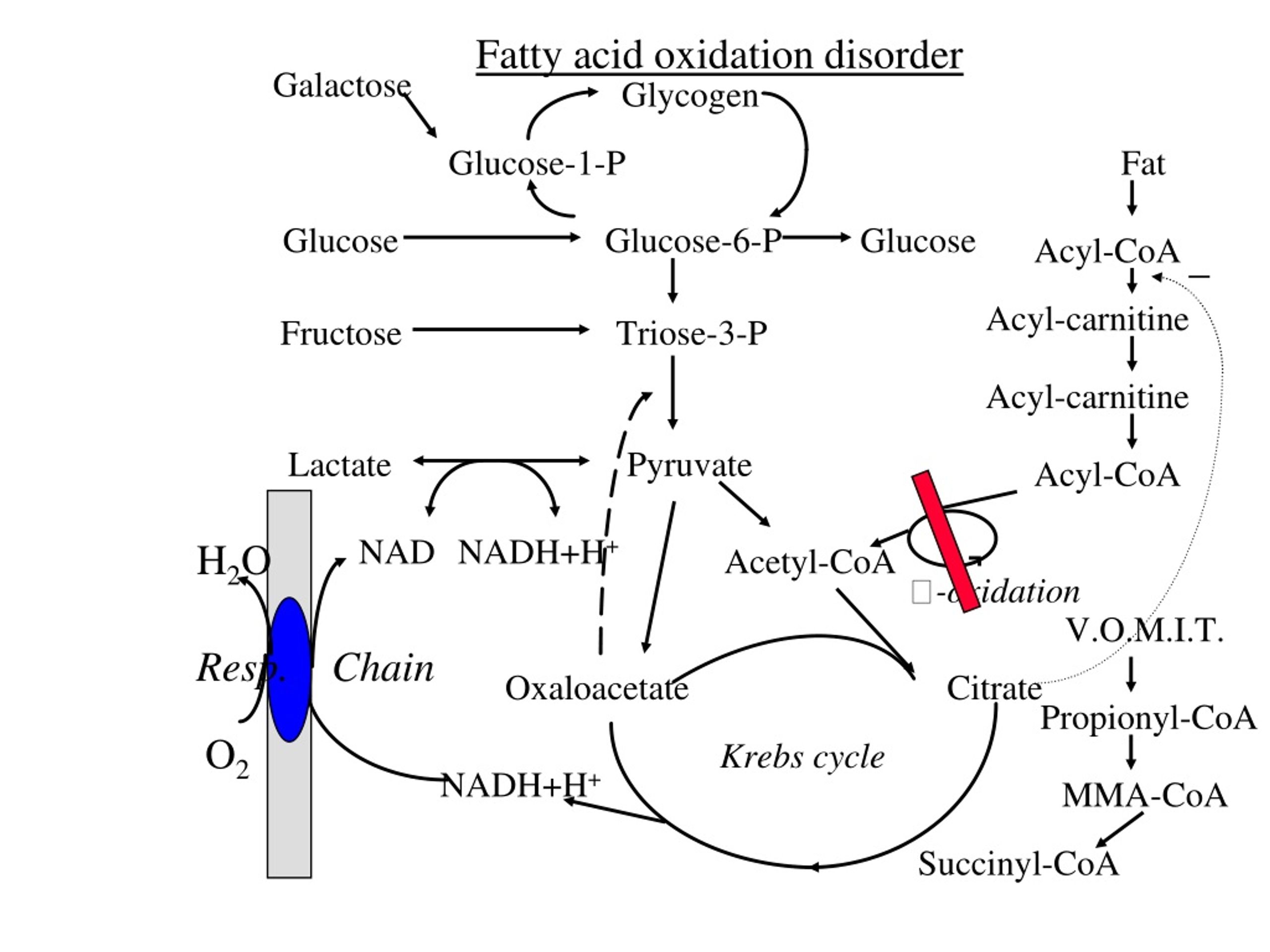 long chain acyl coa dehydrogenase deficiency nbme 16