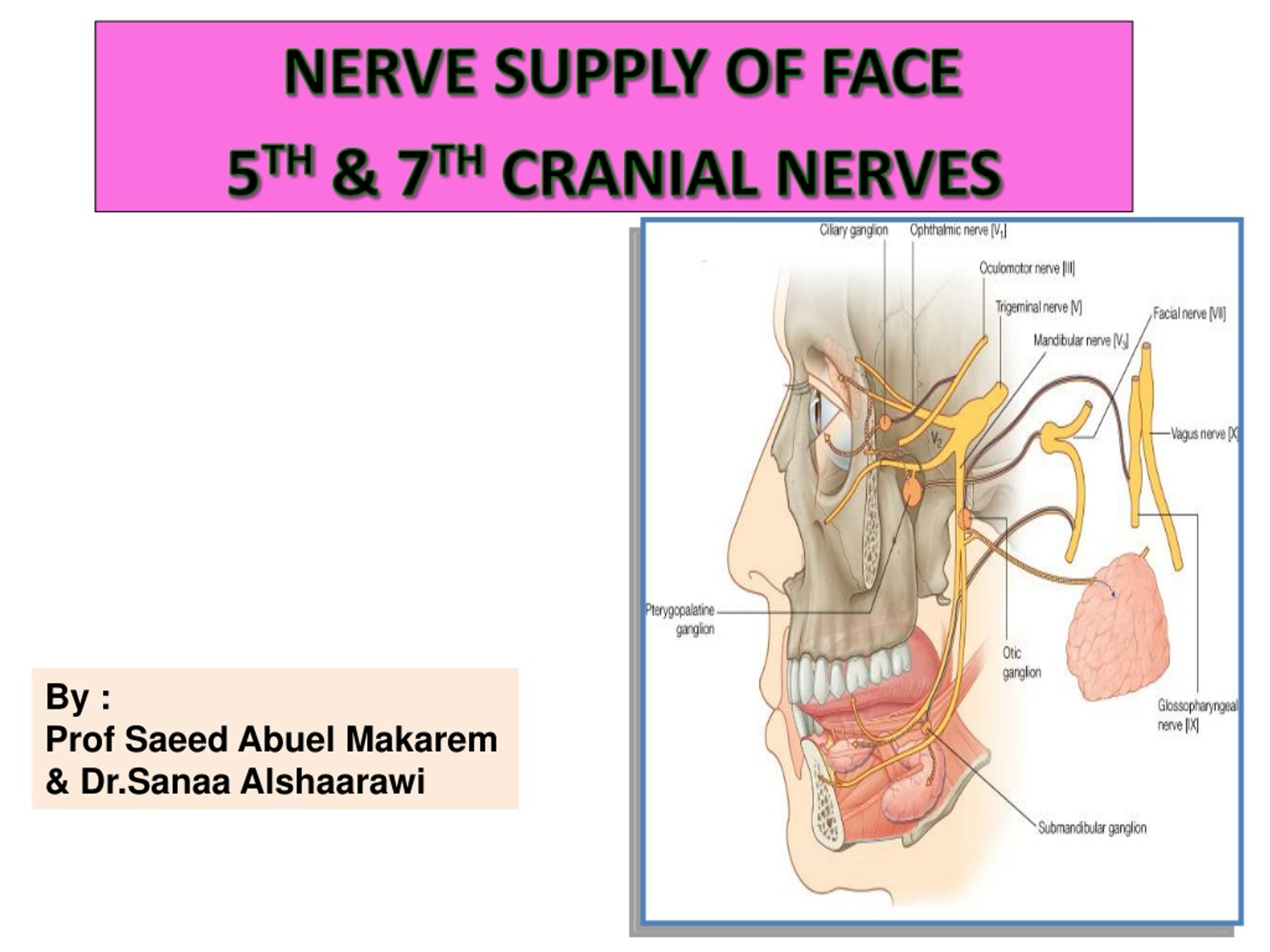 facial nerve distribution