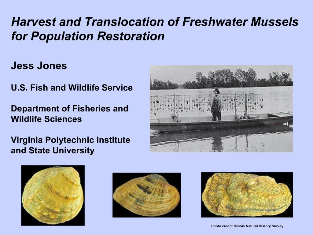 PPT Harvest and Translocation of Freshwater Mussels for Population