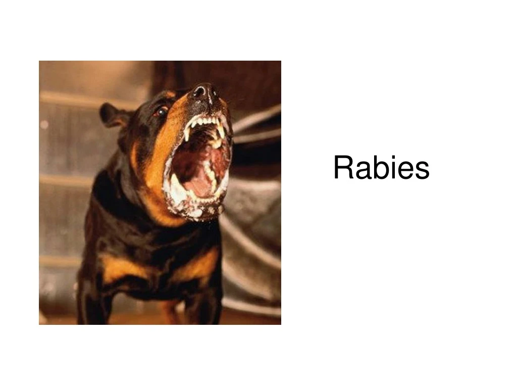 PPT - Rabies PowerPoint Presentation, free download - ID:343441