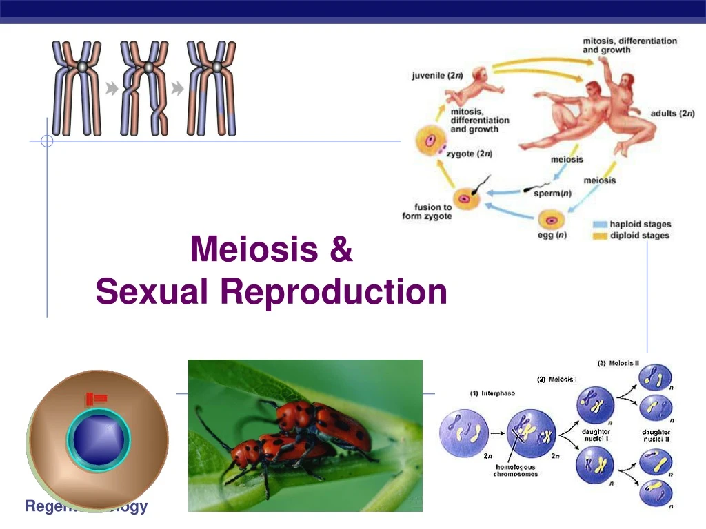 meiosis sexual reproduction n.