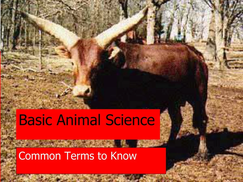 basic animal science n.