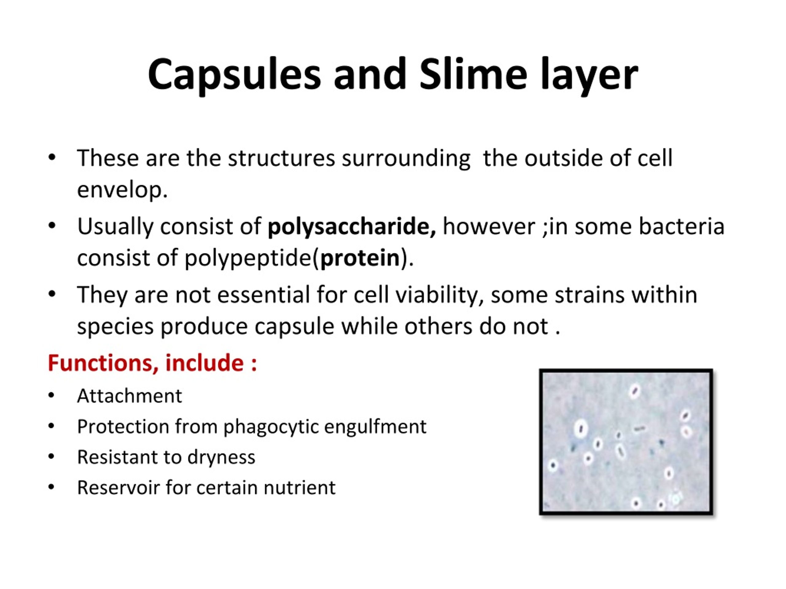 ppt-bacterial-structure-function-genetics-powerpoint-presentation