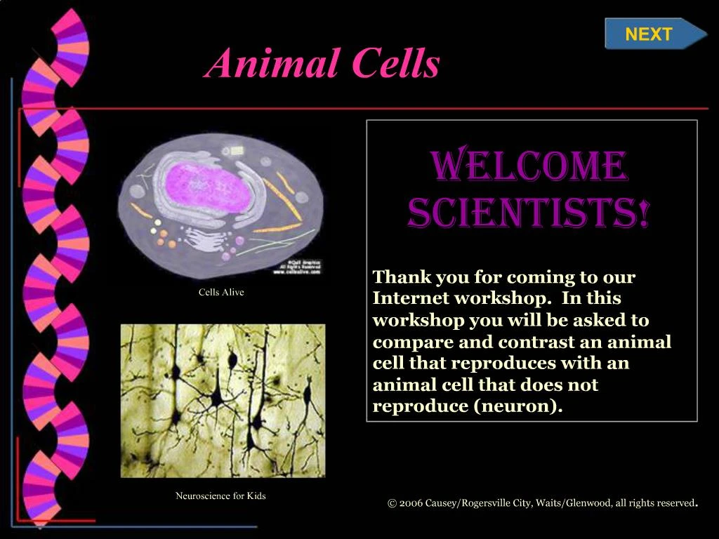 PPT - Animal Cells PowerPoint Presentation, free download - ID:364816