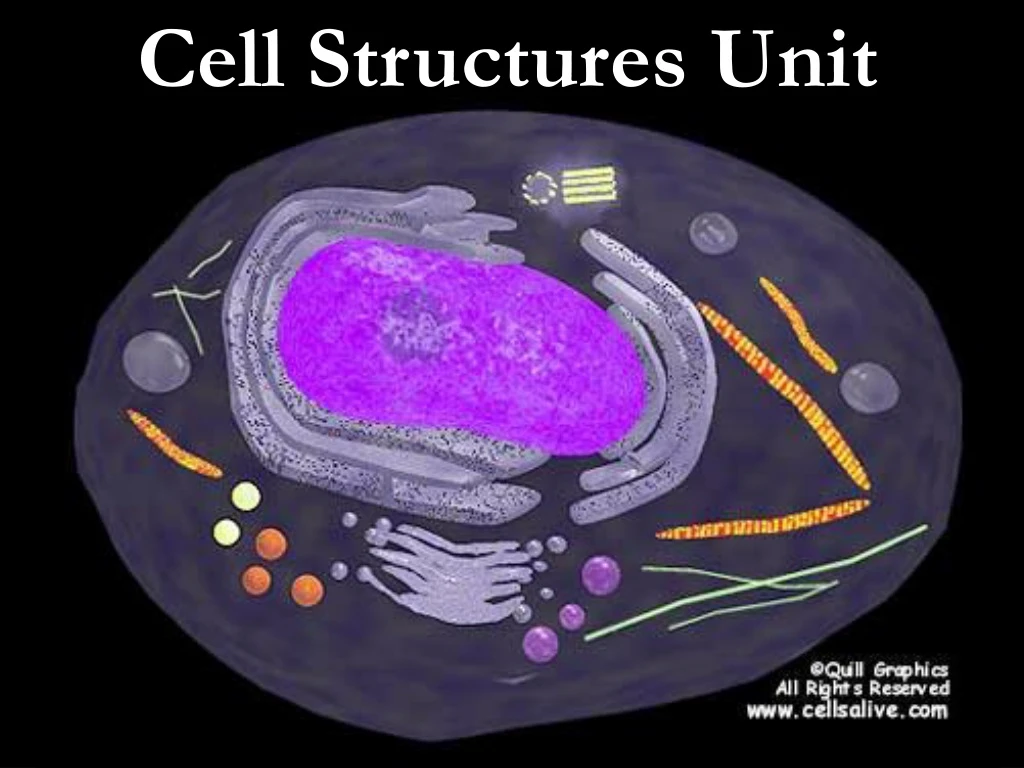 cell structures unit n.