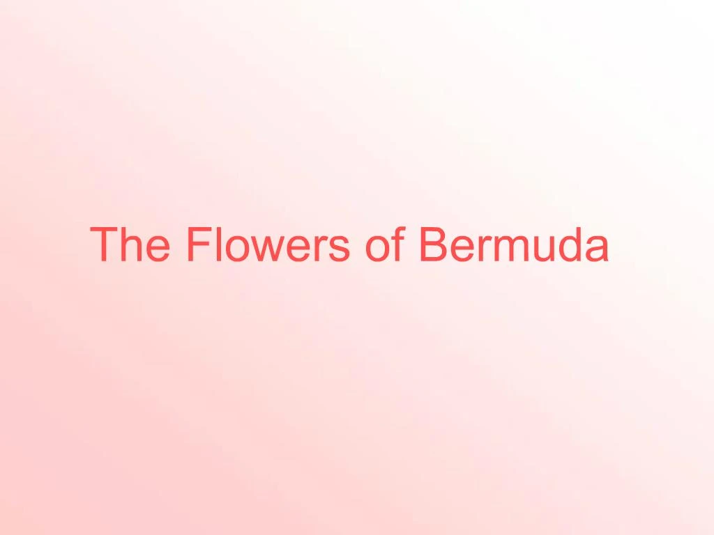 PPT flowers of bermuda PowerPoint Presentation, free download ID370
