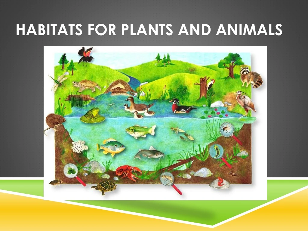 PPT - Habitats for Plants and Animals PowerPoint Presentation, free  download - ID:370554