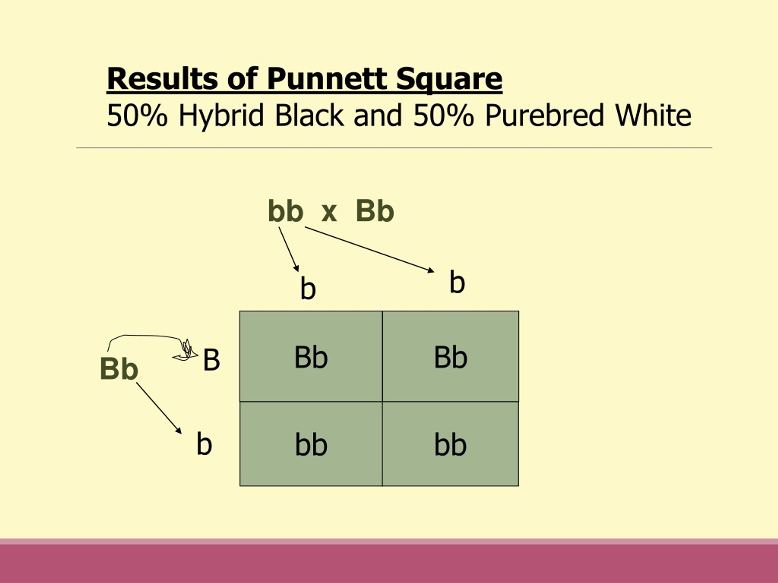 Results of Punnett Square.