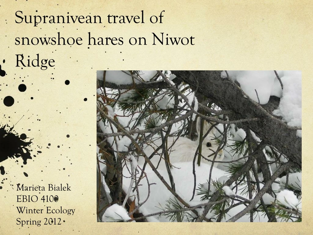 supranivean travel of snowshoe hares on niwot ridge n.