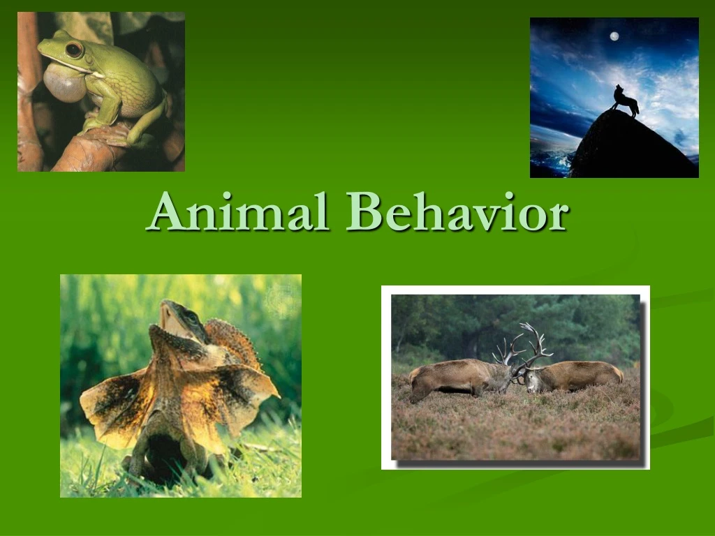 ppt-animal-behavior-powerpoint-presentation-free-download-id-372088