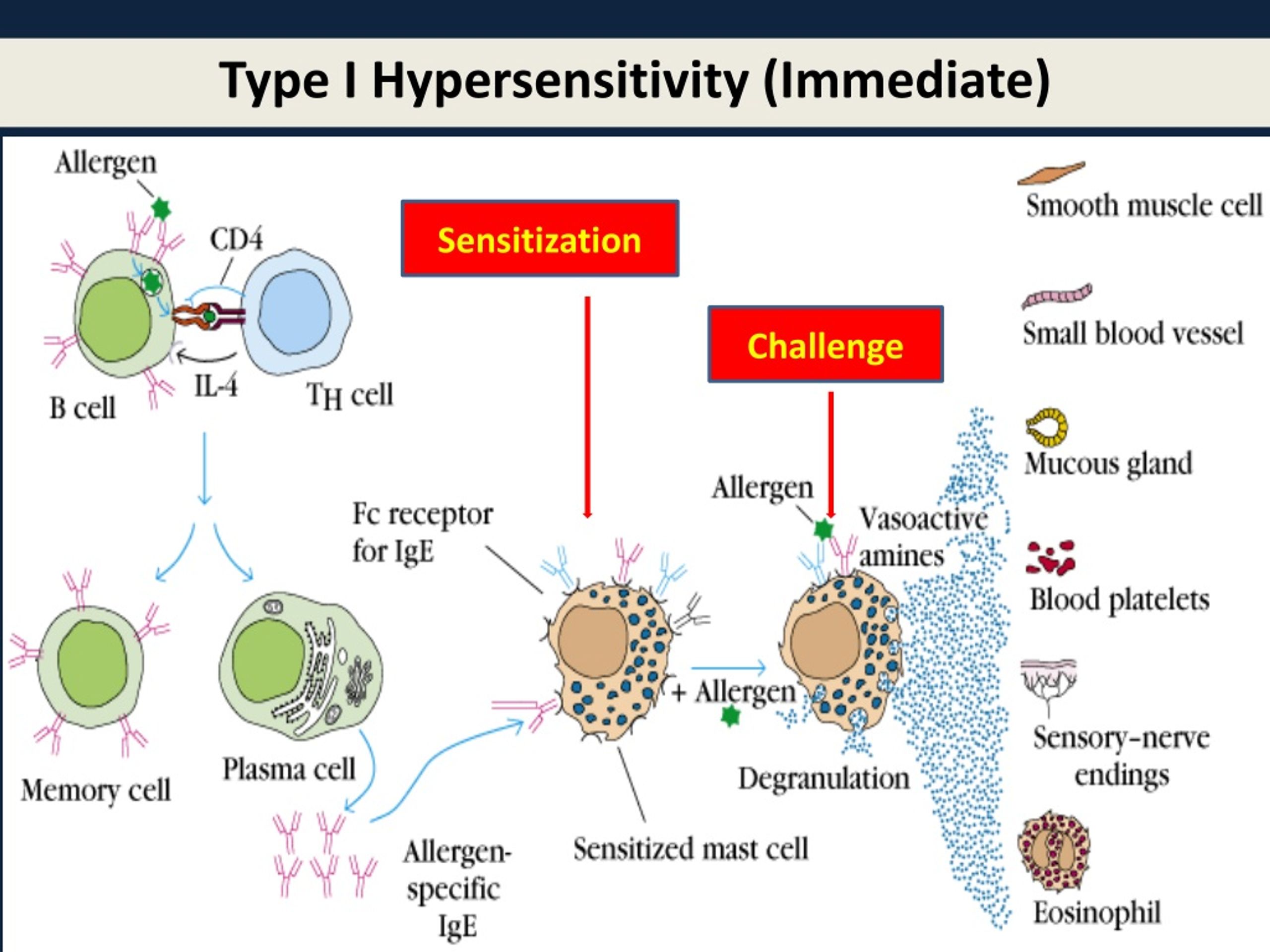 PPT - Hypersensitivity Reactions PowerPoint Presentation, Free Download ...