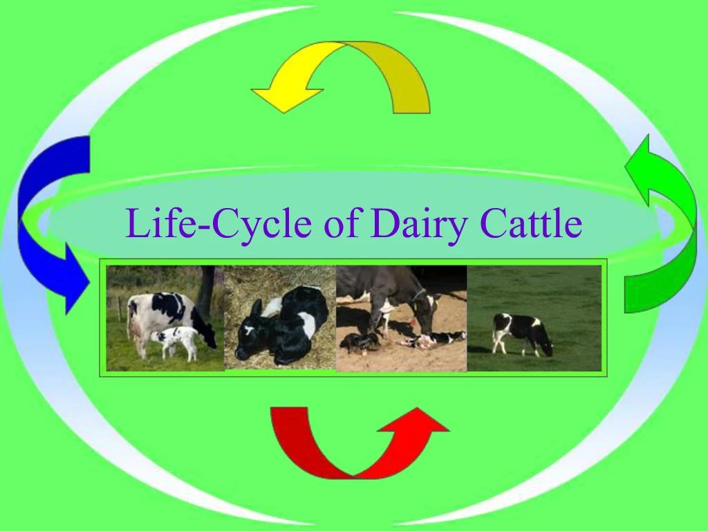 Ppt Life Cycle Of Dairy Cattle Powerpoint Presentation Free Download Id 373171