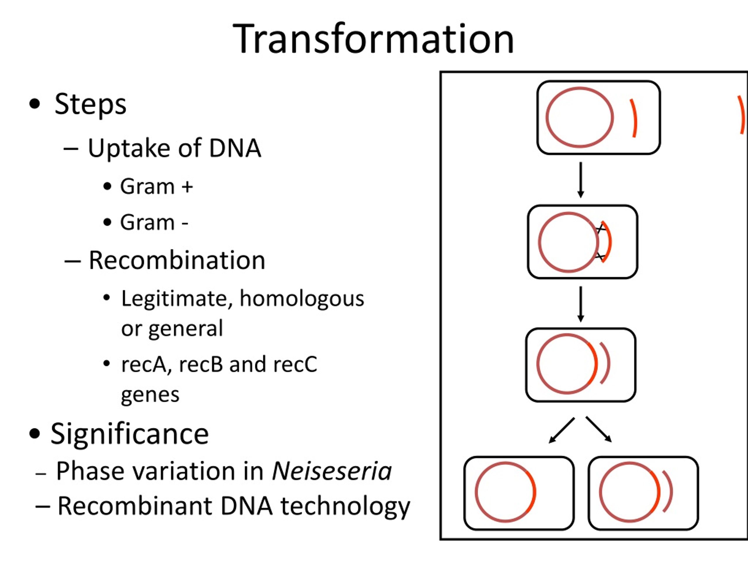 PPT - BACTERIAL GENETICS PowerPoint Presentation, free download - ID:373741