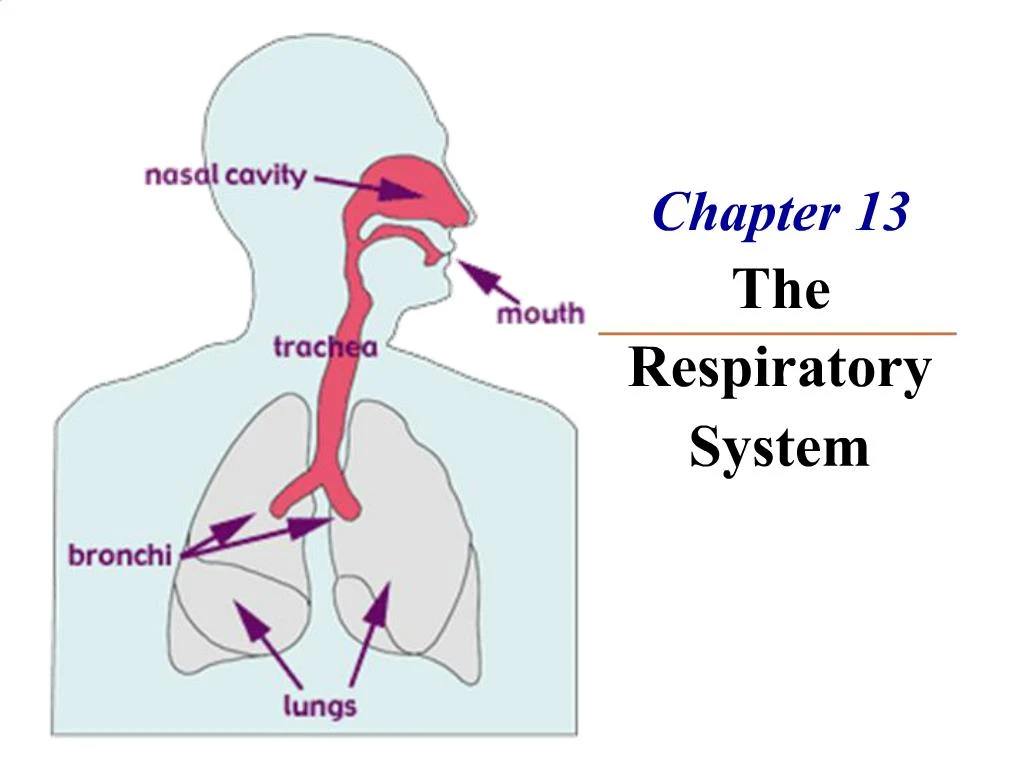 Ppt Chapter 13 The Respiratory System Powerpoint Presentation Free