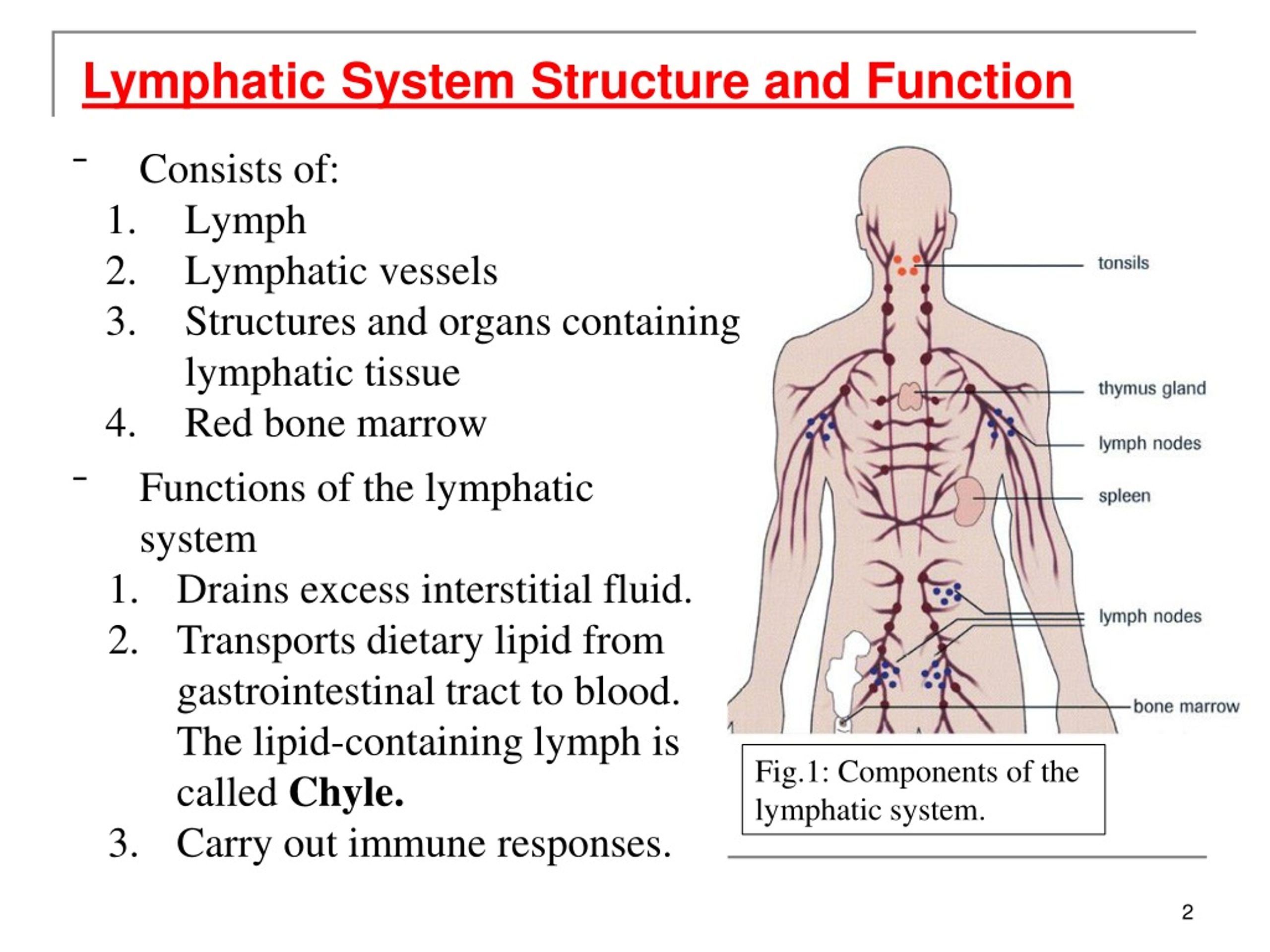 PPT The Lymphatic System PowerPoint Presentation Free Download ID