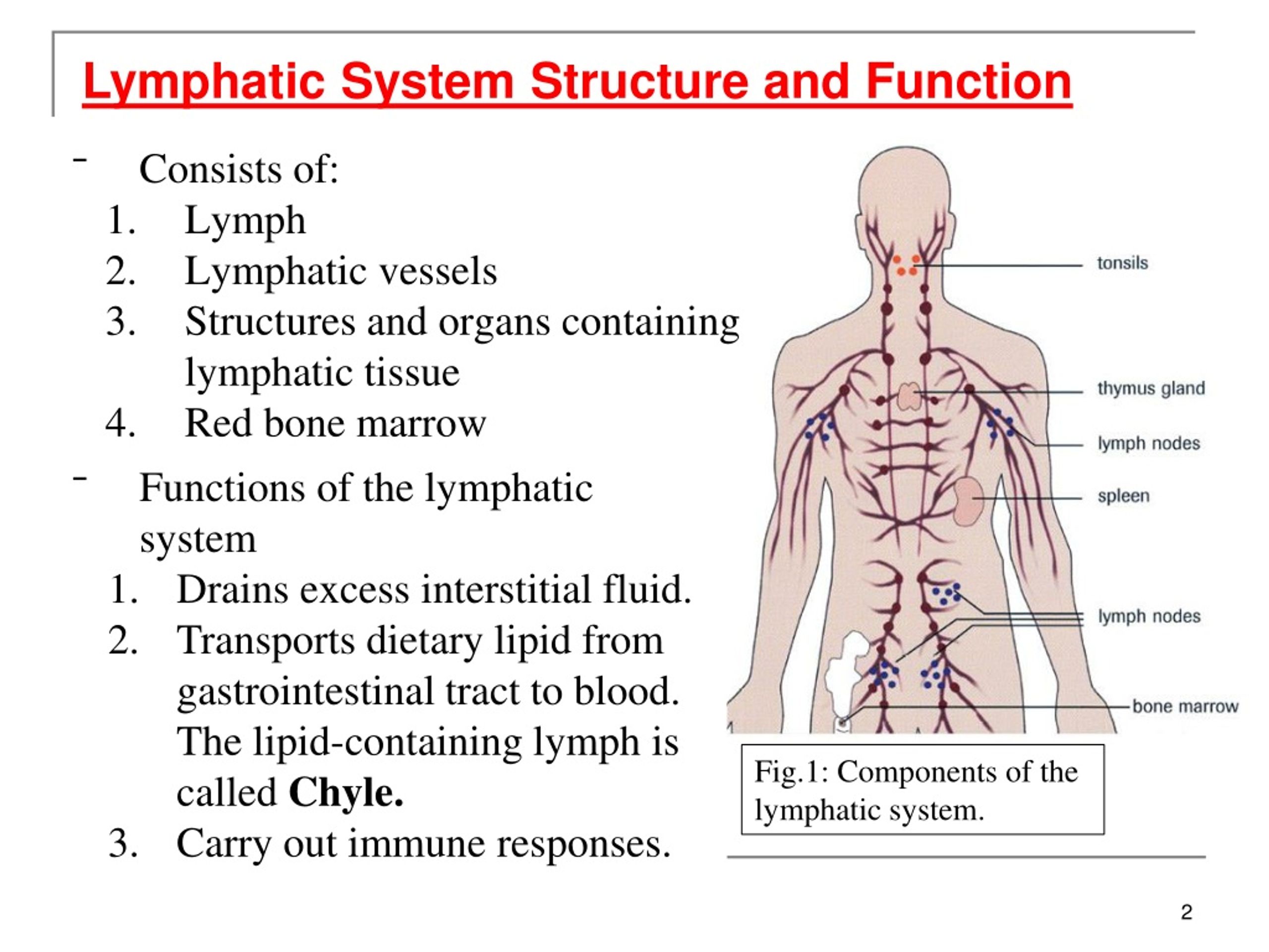 lymph nodes function