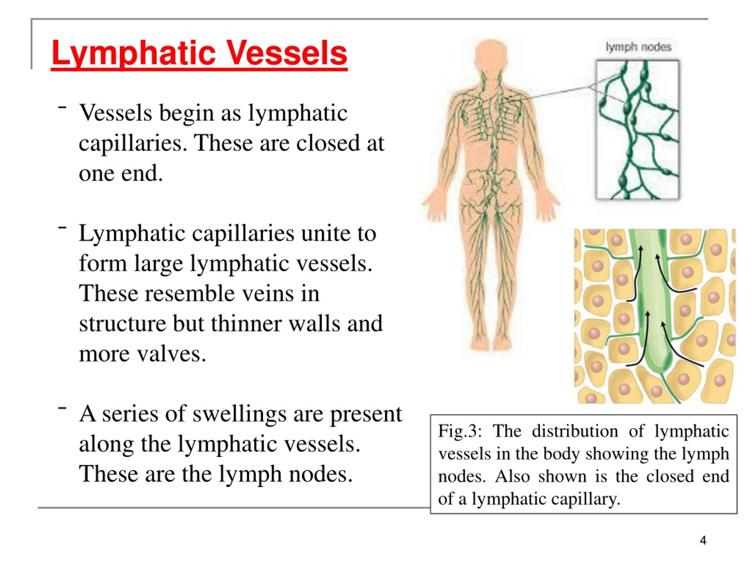 PPT The Lymphatic System PowerPoint Presentation, free download ID