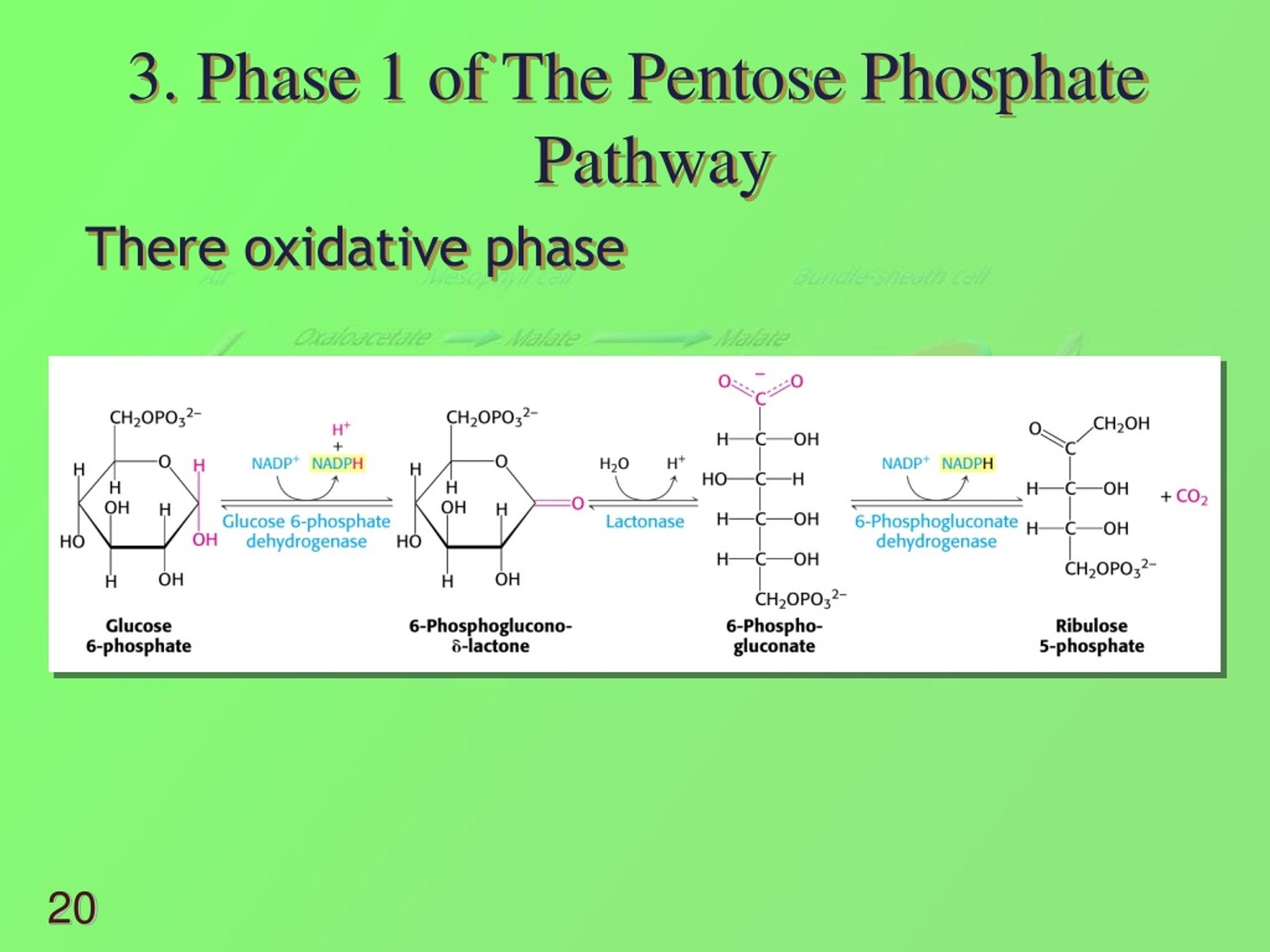 PPT - Lecture 7 - The Calvin Cycle and the Pentose Phosphate Pathway ...