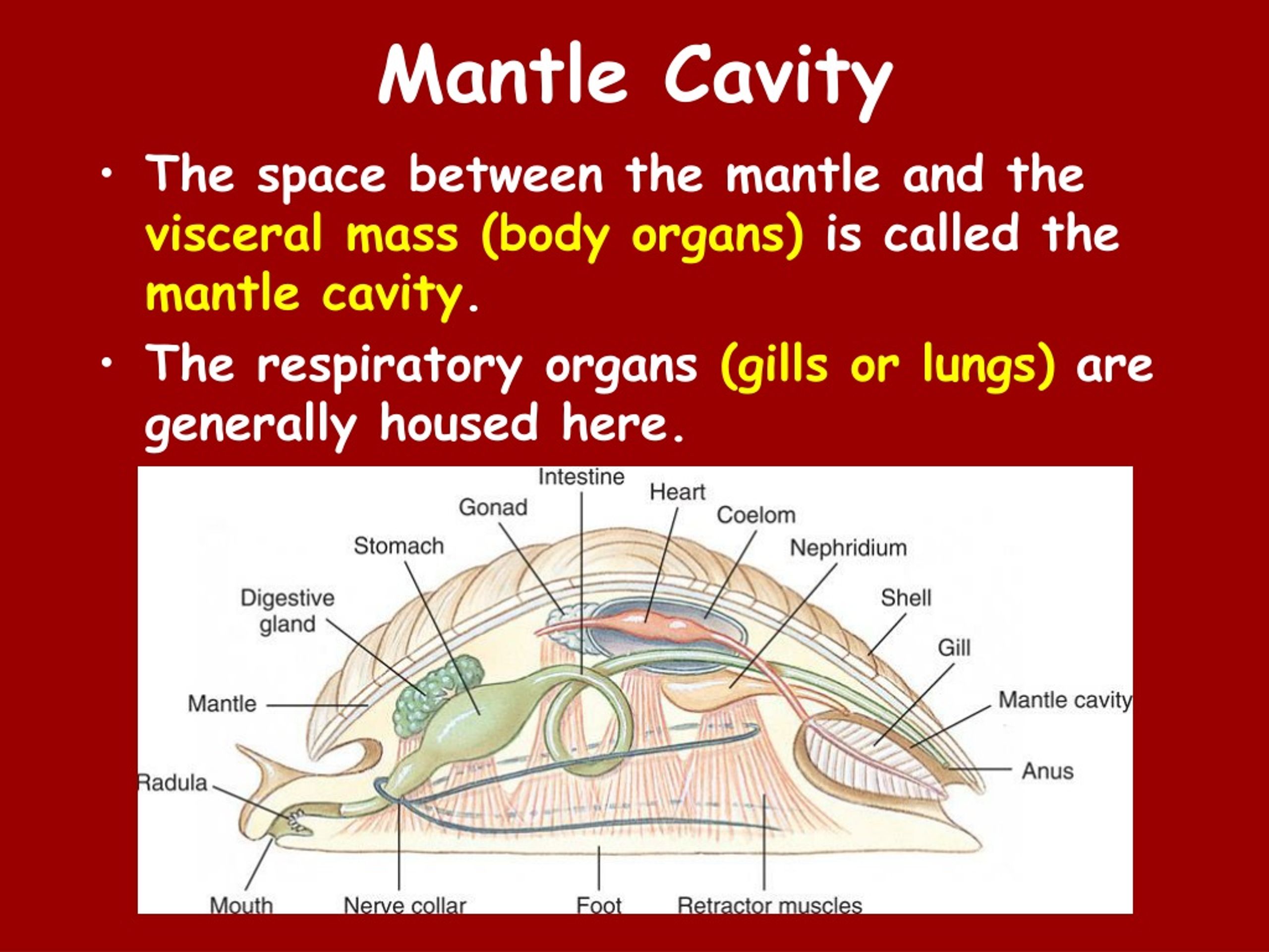 ppt-mollusks-powerpoint-presentation-free-download-id-375832