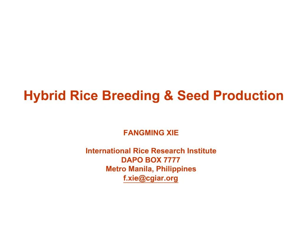 PPT - Hybrid Rice Breeding Seed Production PowerPoint Presentation ...