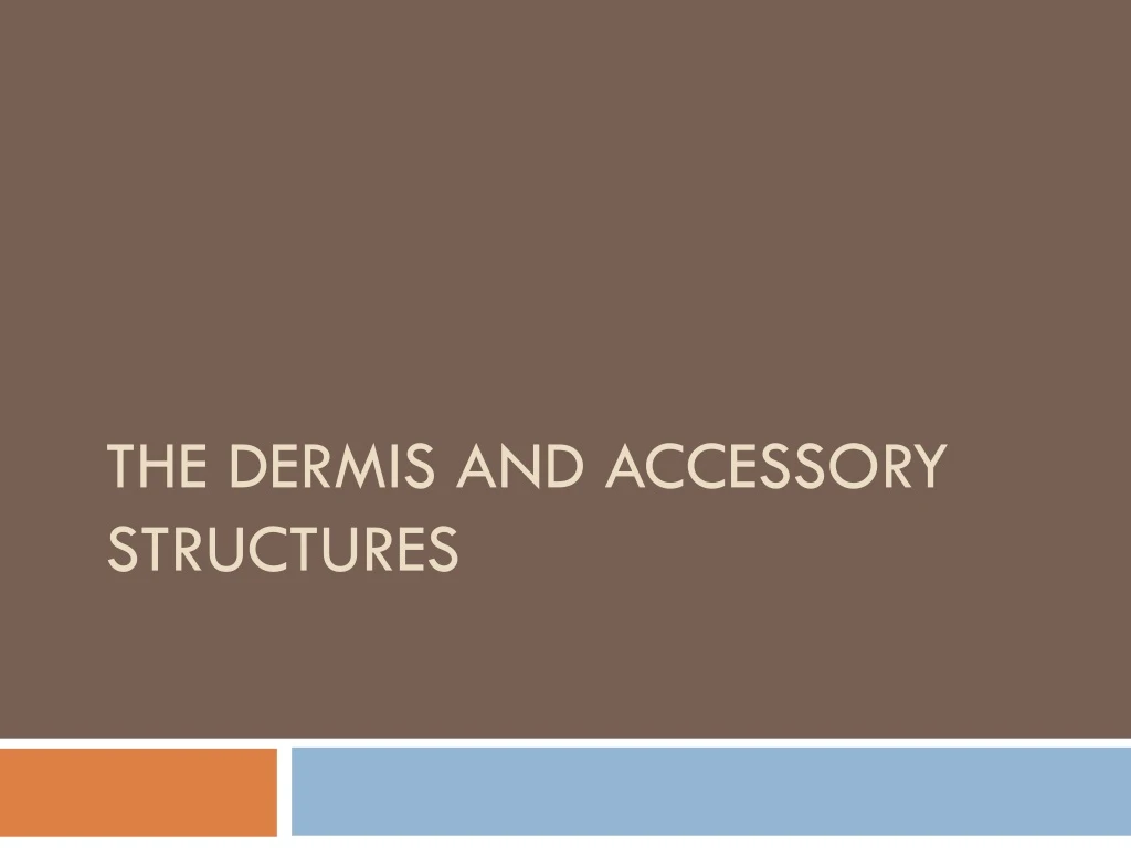 the dermis and accessory structures n.