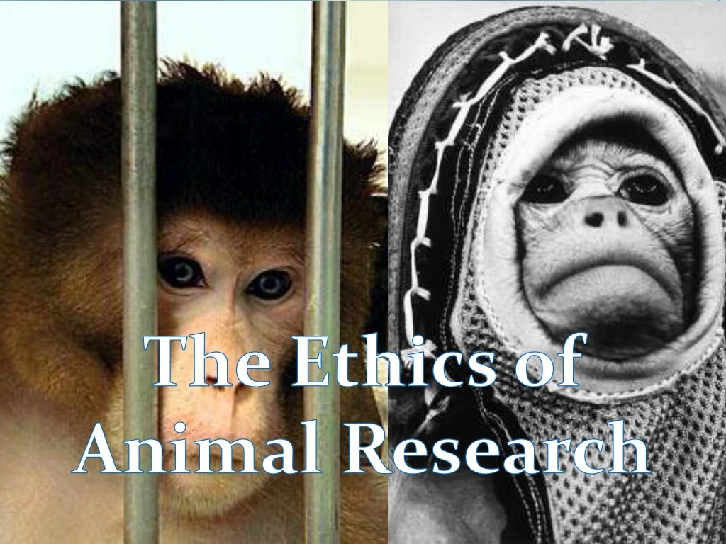the ethics of animal research n.