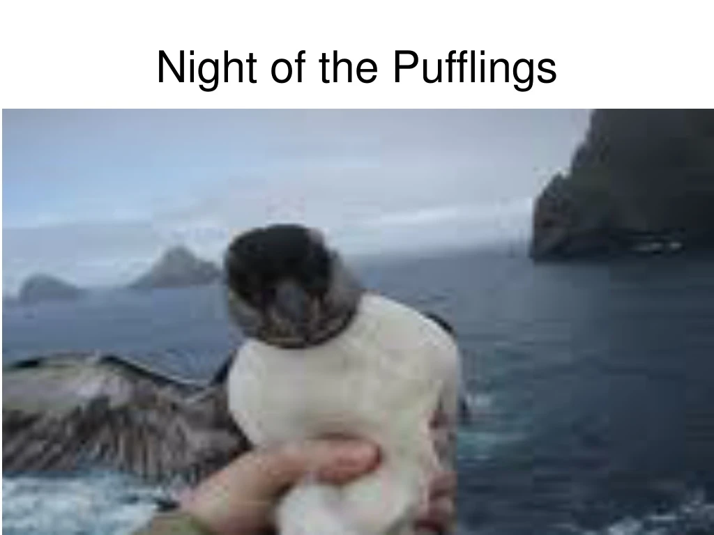 night of the pufflings n.