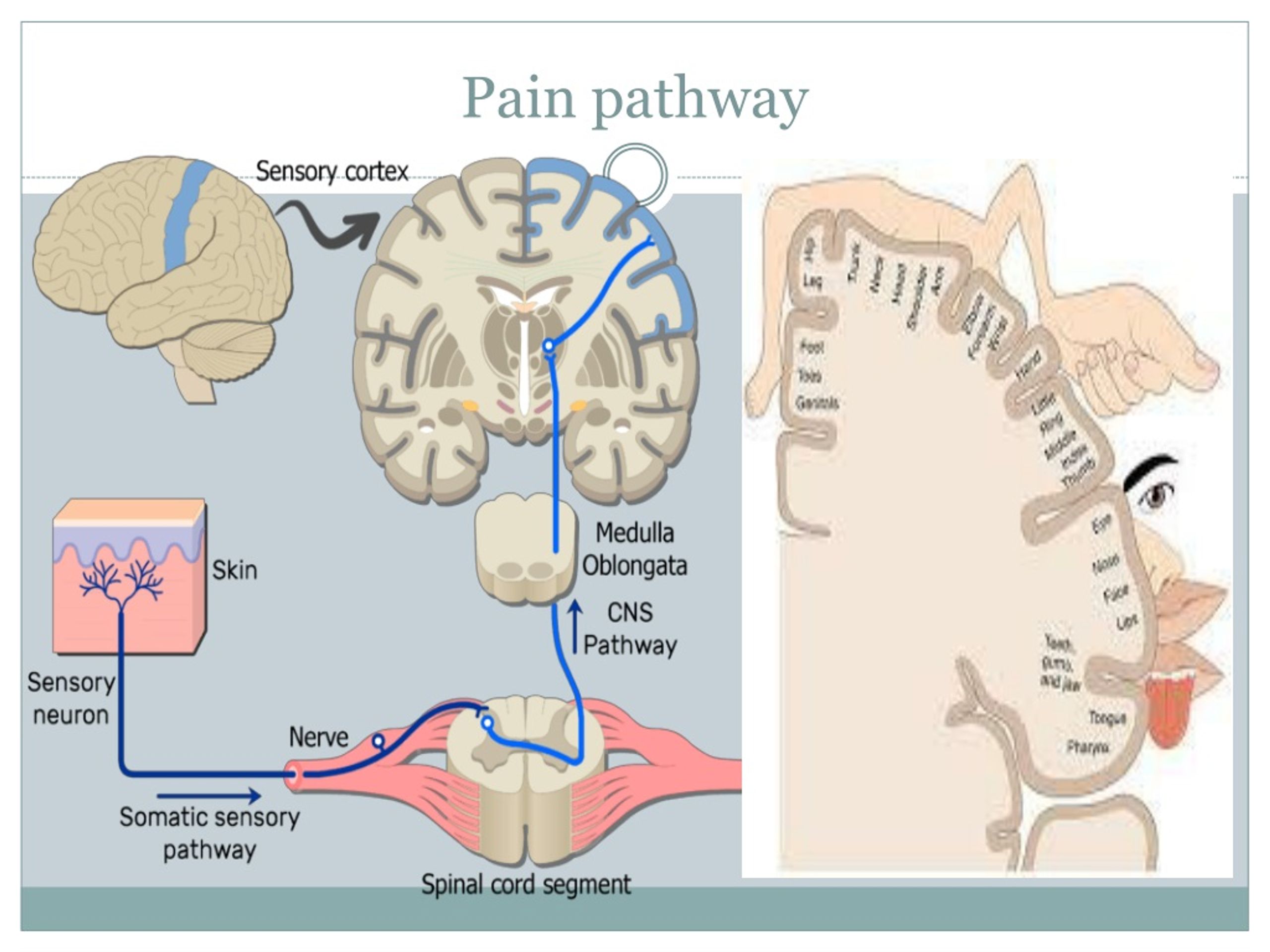 PPT Pain Management PowerPoint Presentation Free Download ID 394591 PPT Pain Management PowerPoint Presentation Free Download ID 394591