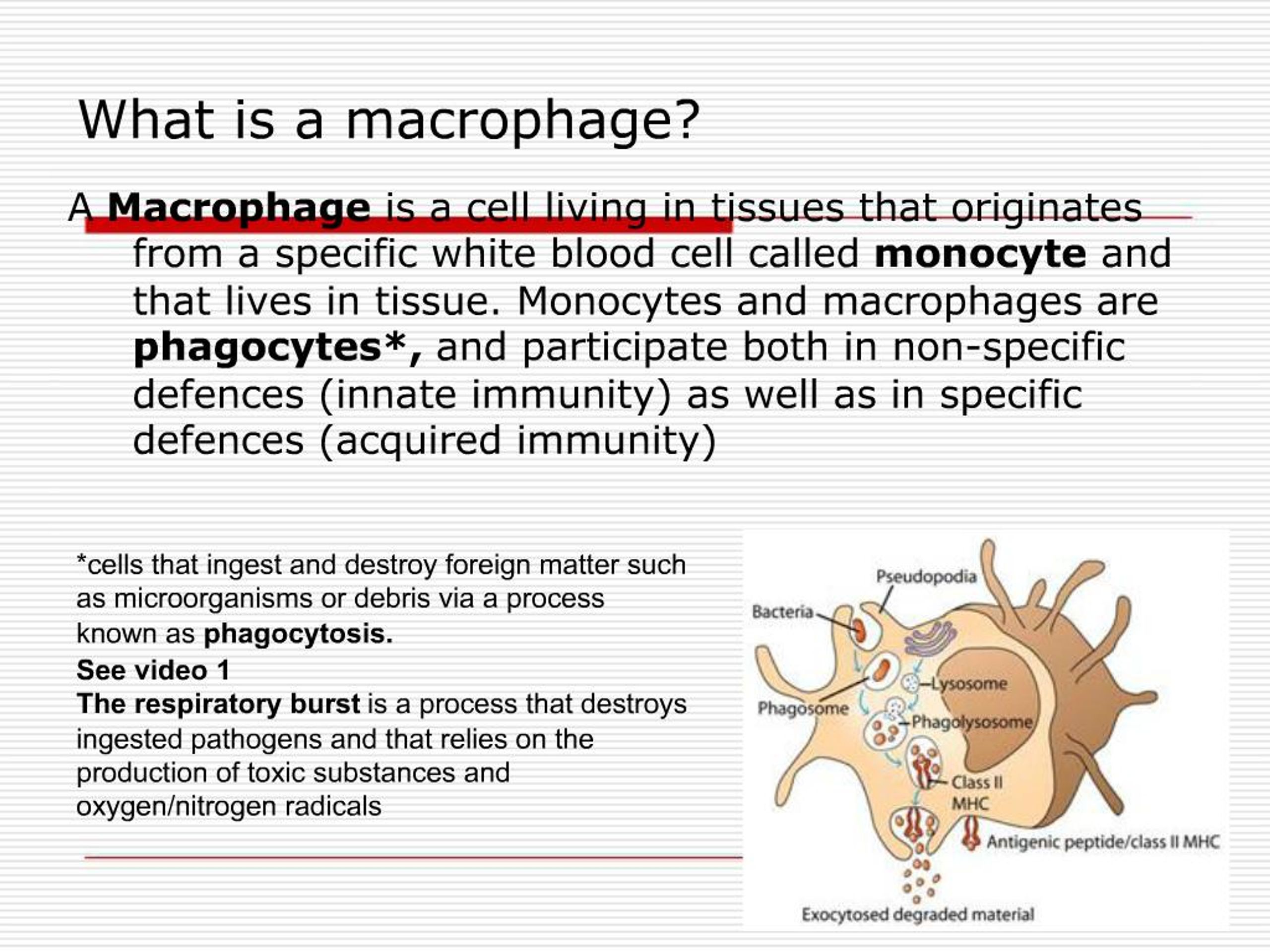 Ppt Macrophages Powerpoint Presentation Free Download Id 395261