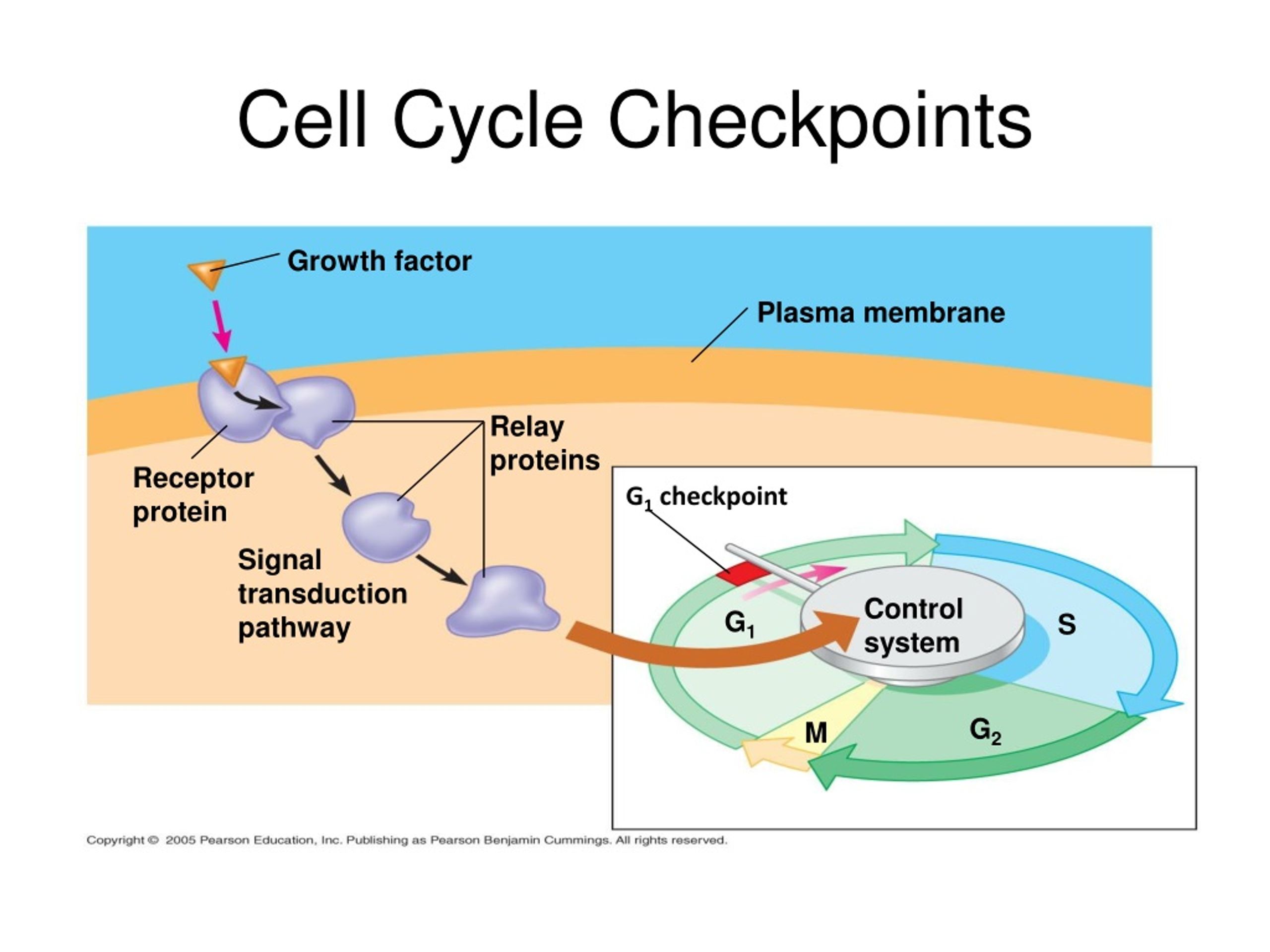 PPT - Cell Division and The Cell Cycle PowerPoint Presentation, free ...